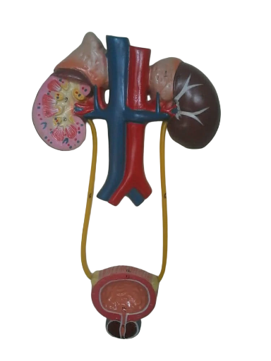 human urinary system model