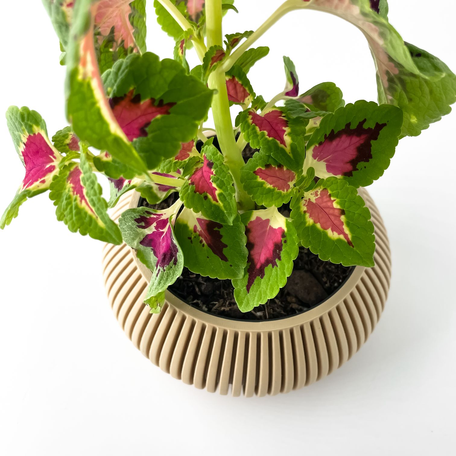 Unikalus Vazonas Torme – Stilingas ir ekologiškas pasirinkimas jūsų interjerui