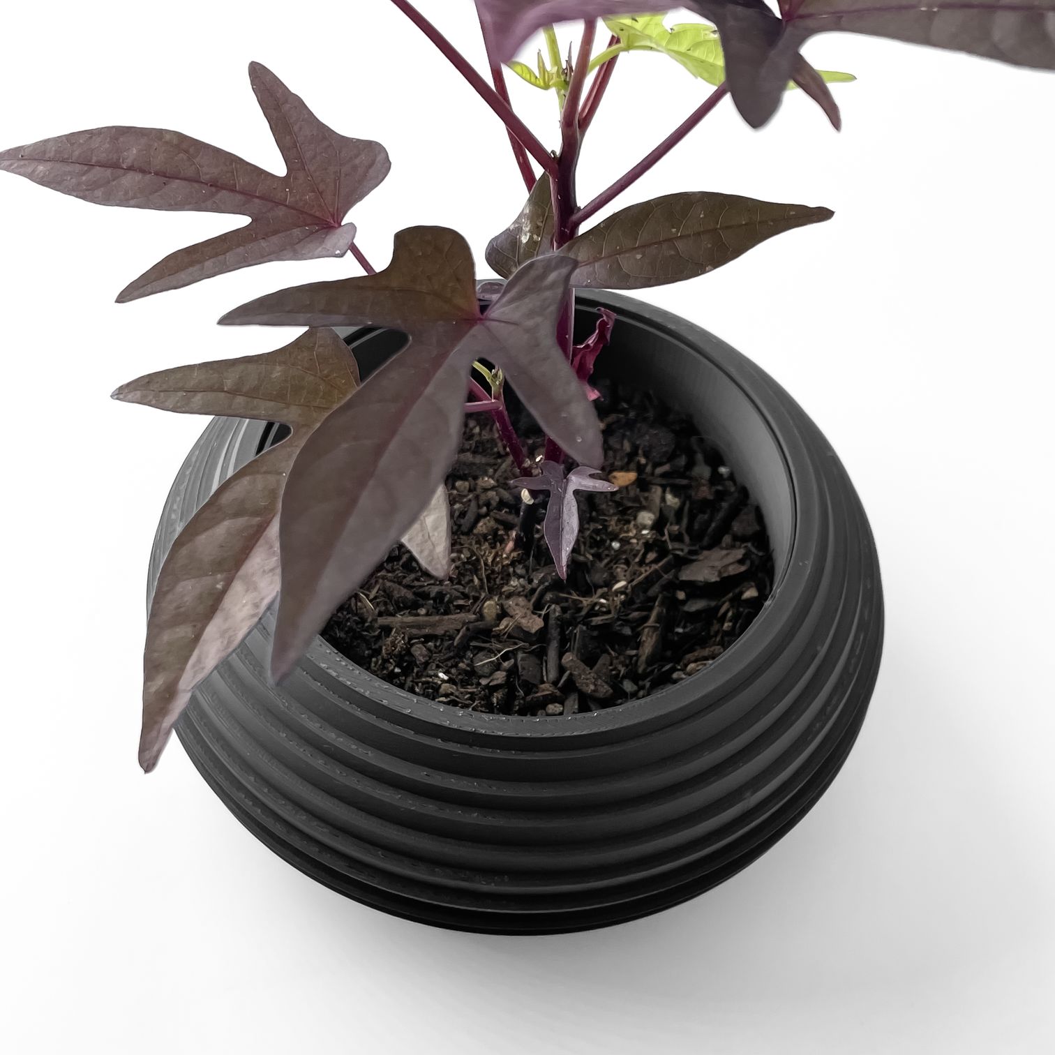 Unikalus Vazonas Frons – Stilingas ir ekologiškas pasirinkimas jūsų interjerui