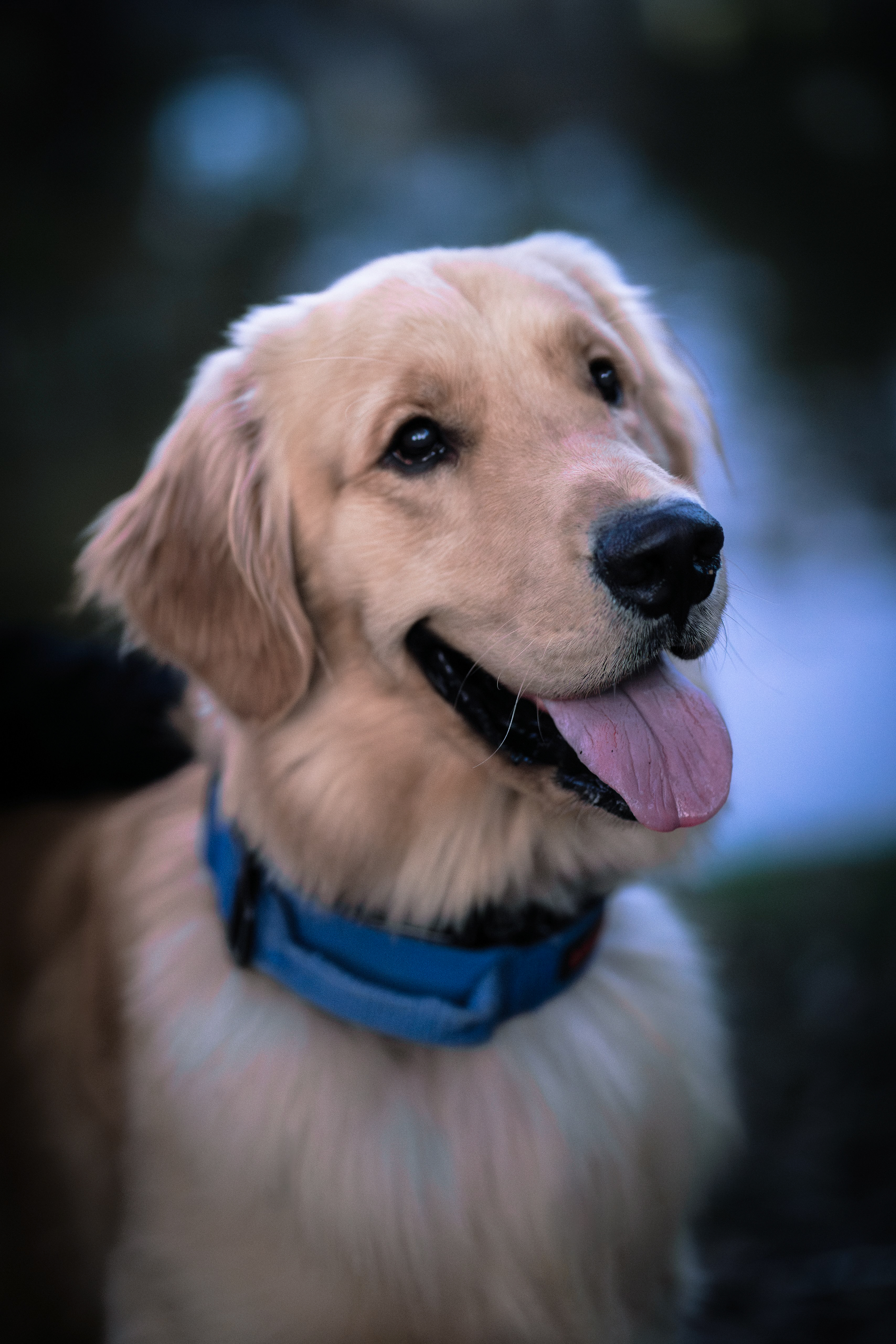 K9 Basic Mold Detection