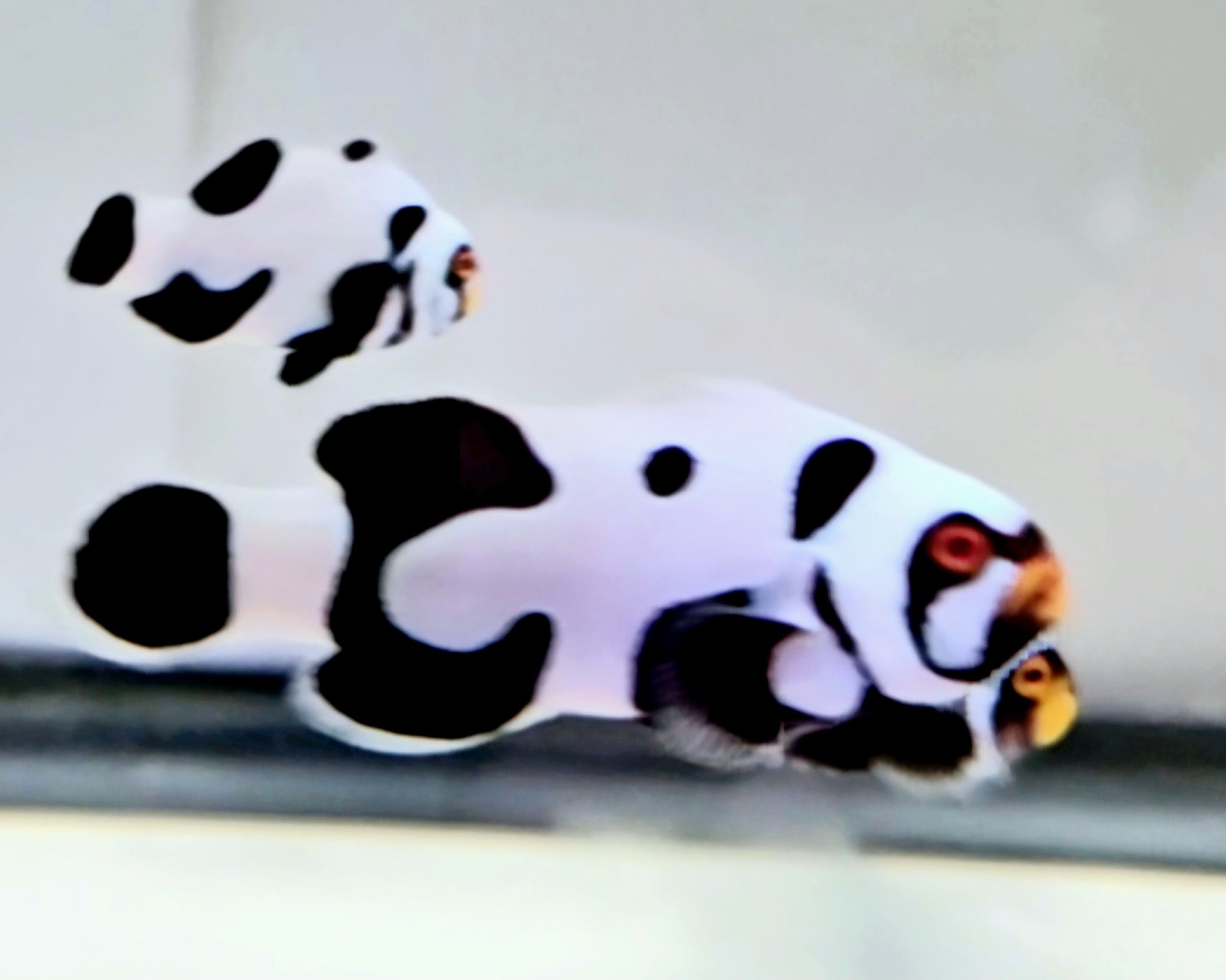 Black Onyx Extreme Picasso Captive bred 
