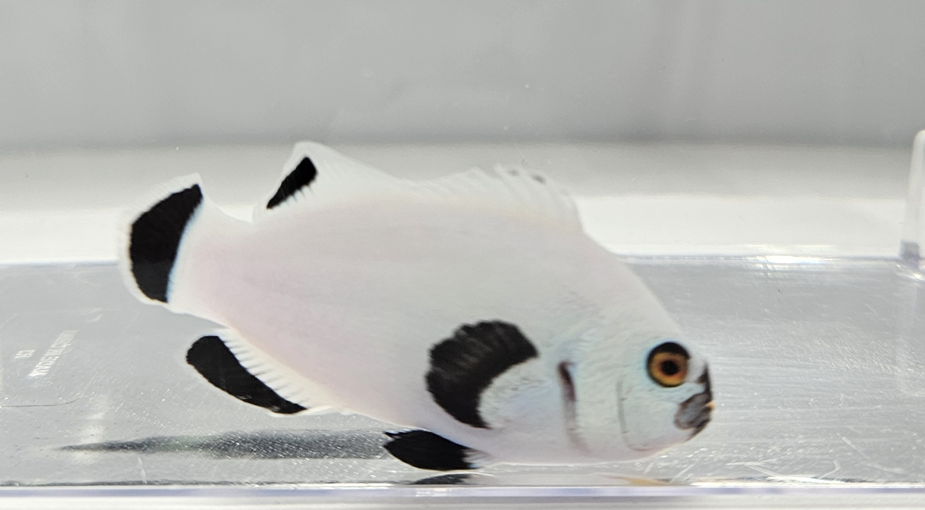 Platinum Percula Clownfish