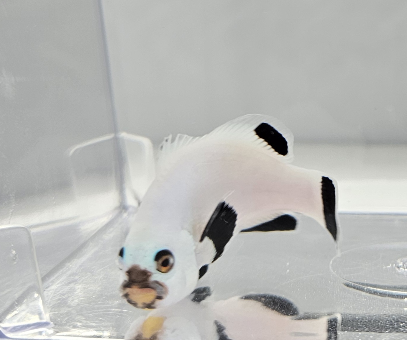 Platinum Percula Clownfish