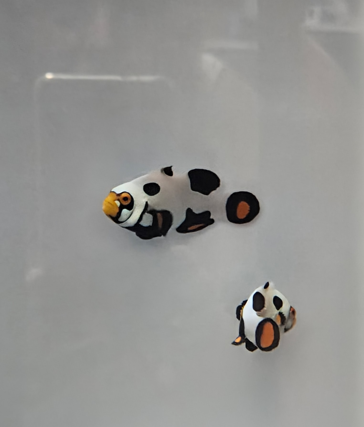  Percula Black Onyx Extreme Pair