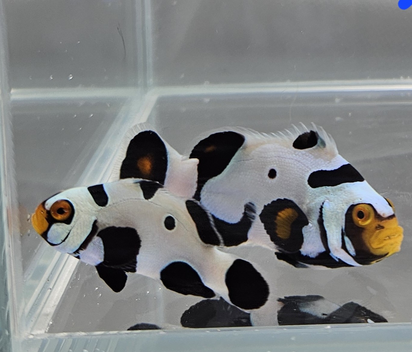 Extreme Black Onyx Picasso Pair