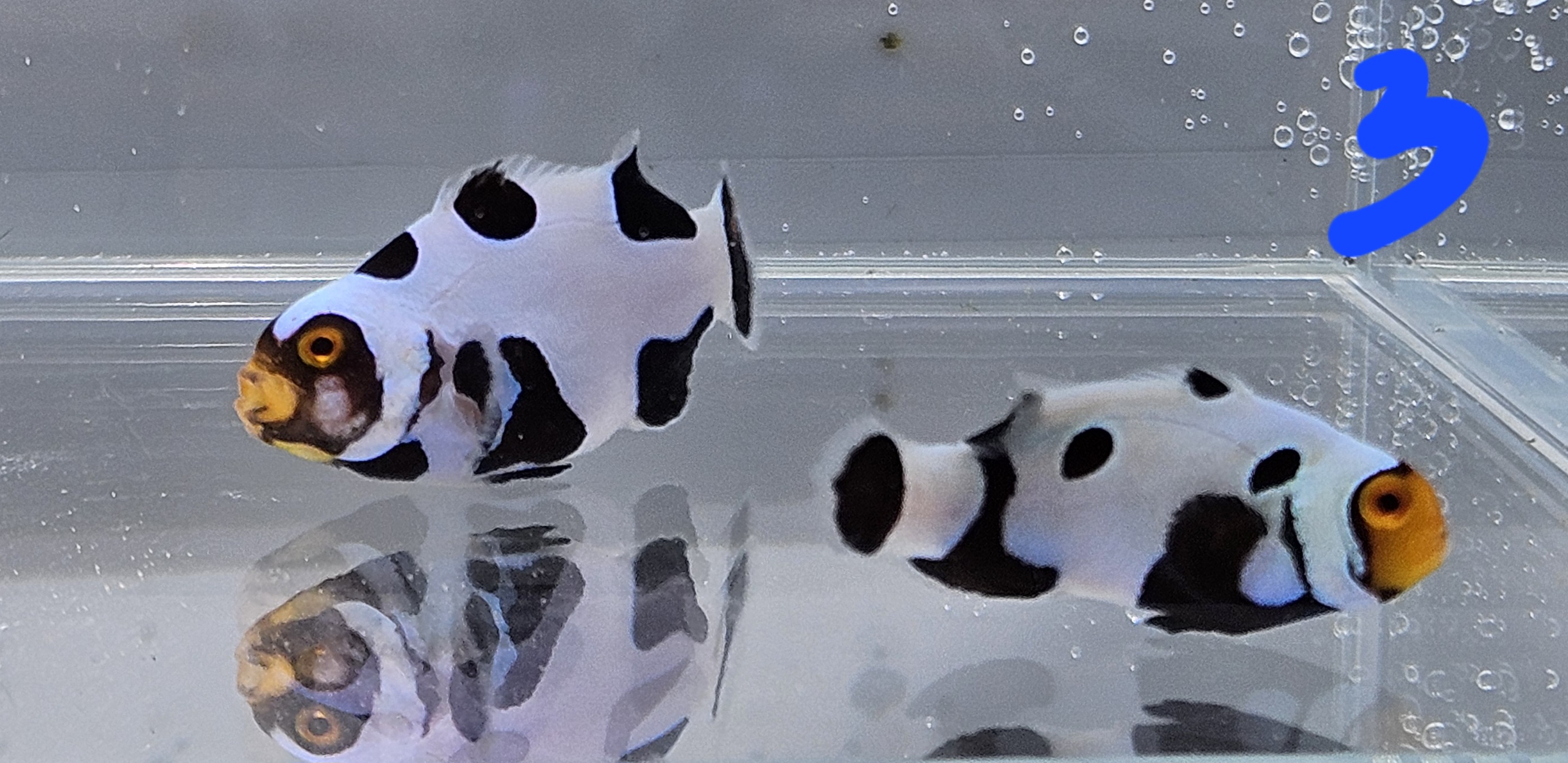 Extreme Picasso Percula Pair