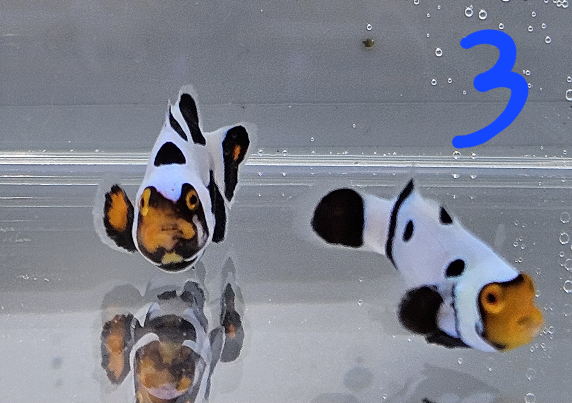 Extreme Picasso Percula Pair