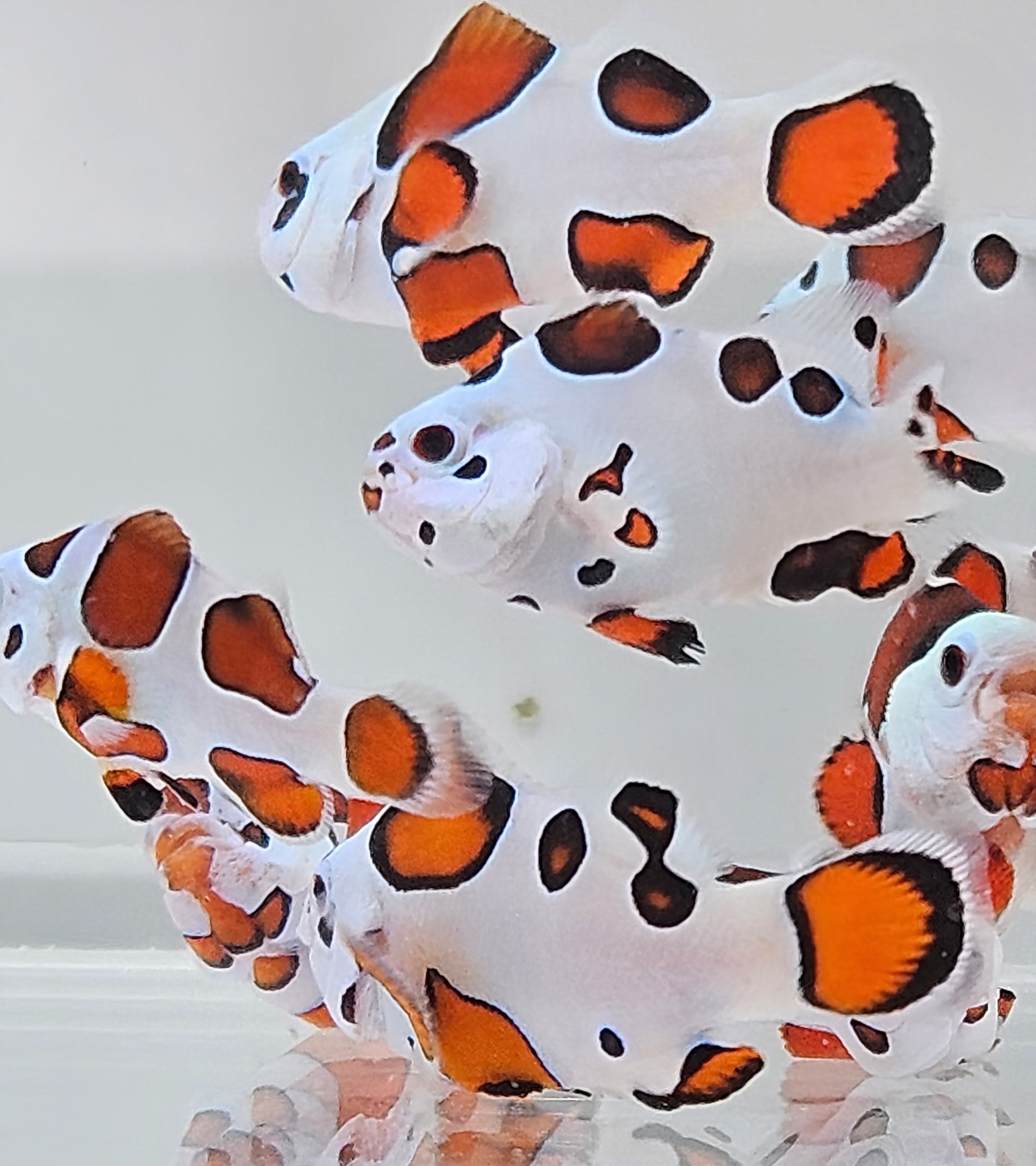 Orange Storm Clownfish * ON SALE