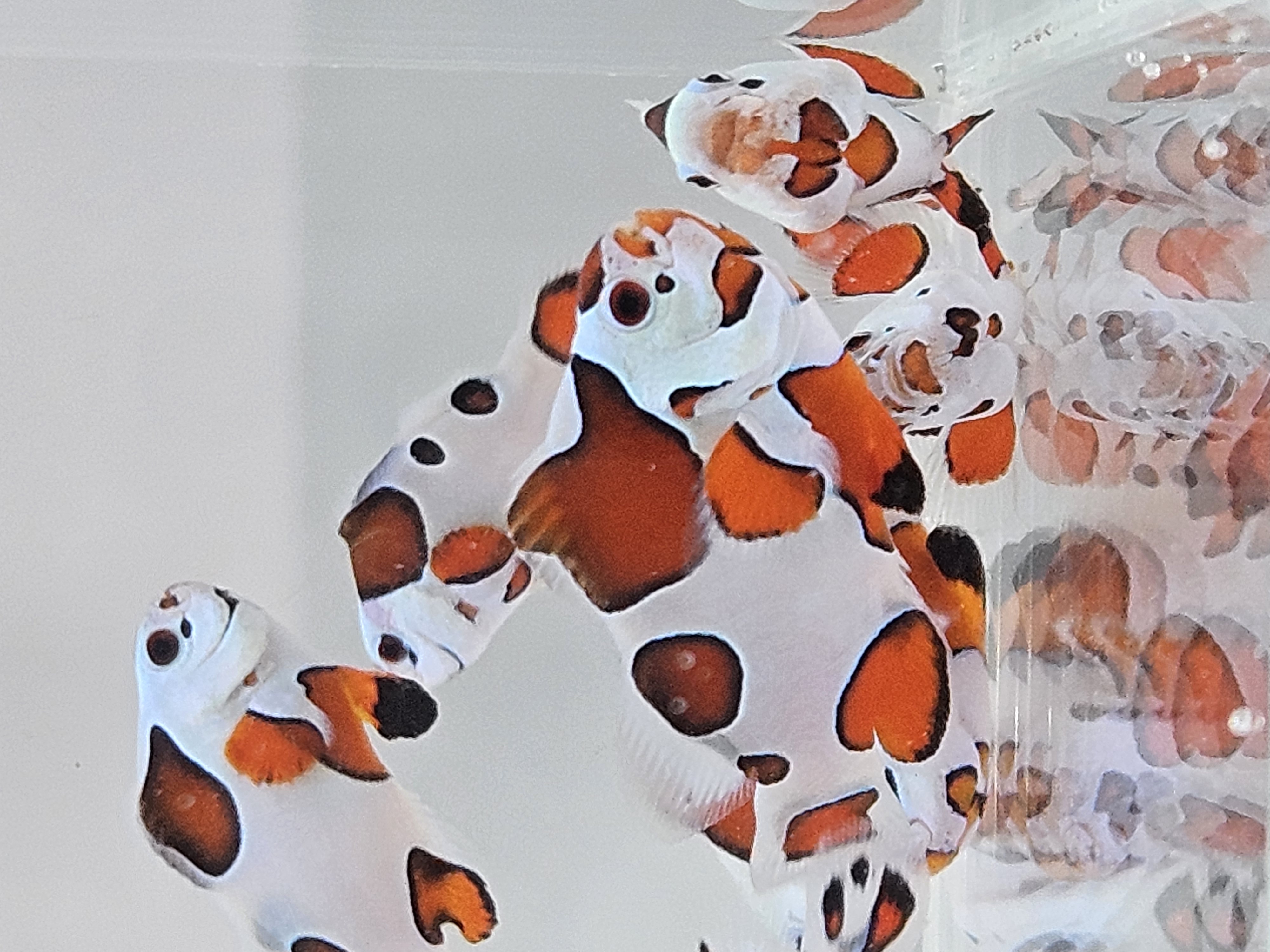 Orange Storm Clownfish * ON SALE