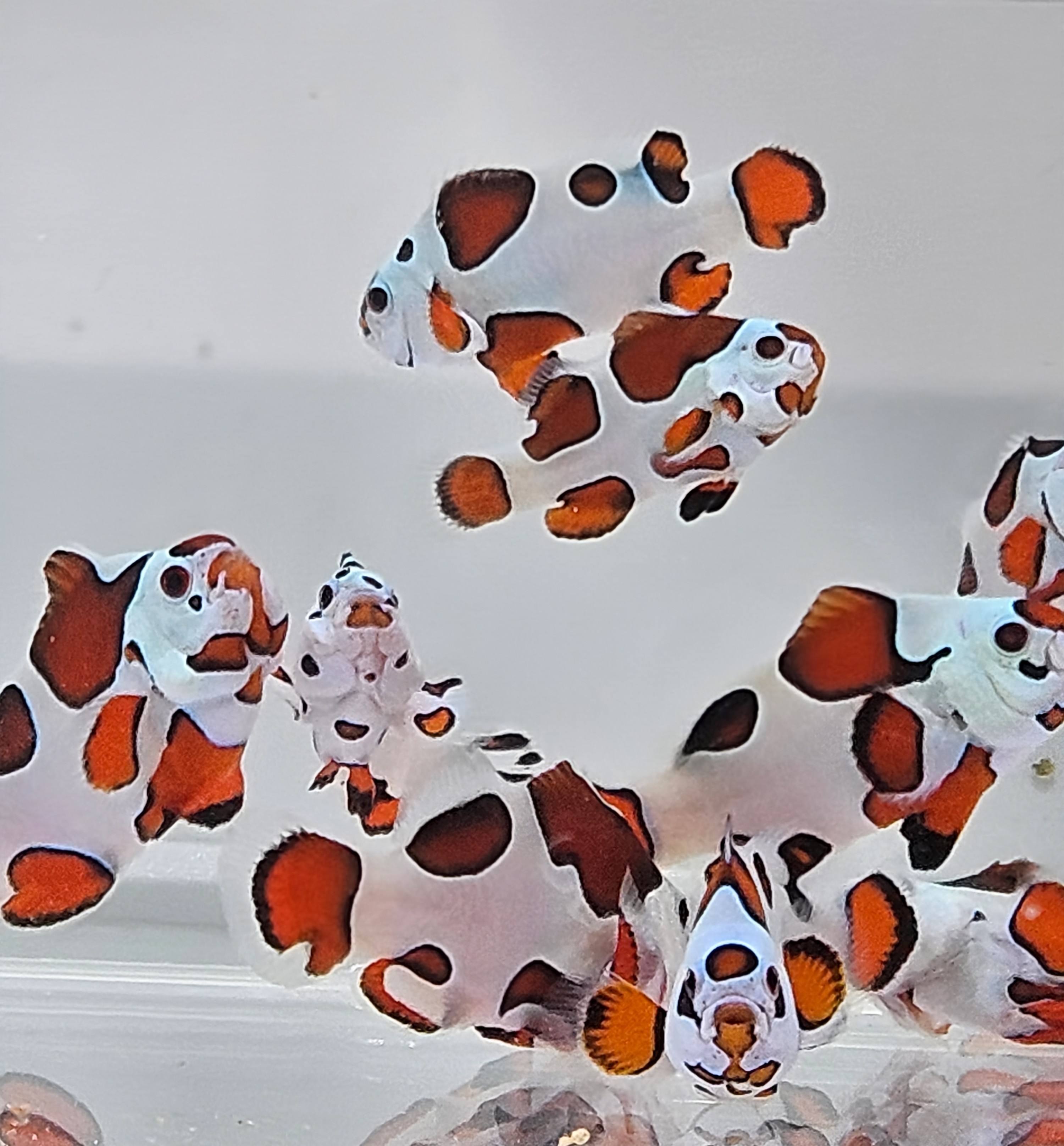 Orange Storm Clownfish * ON SALE