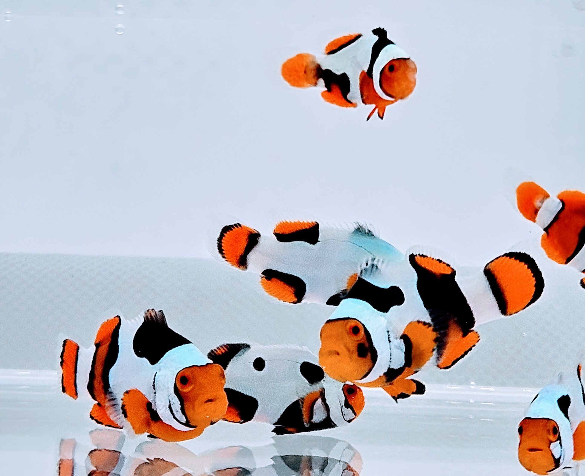 Picasso Clownfish addison cquest lineage
