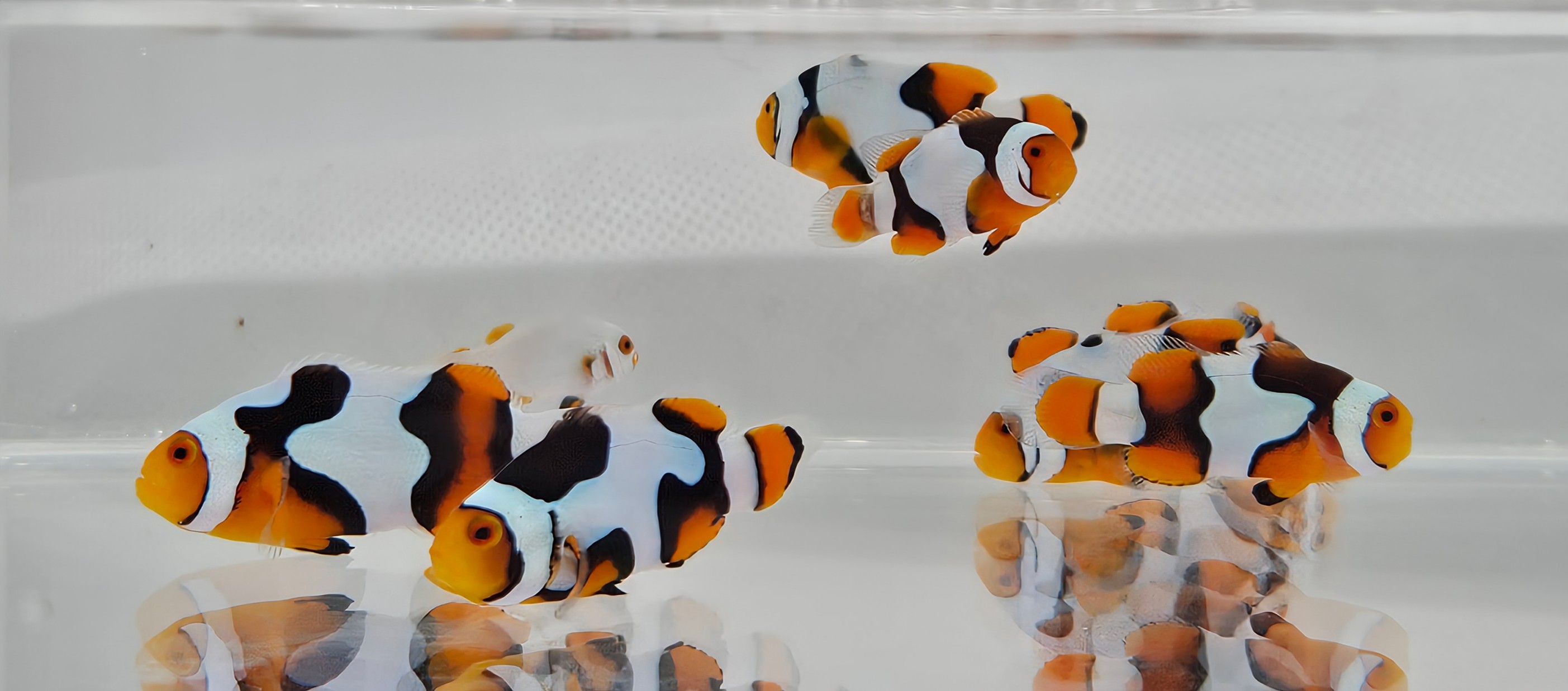  Picasso Clownfish addison cquest lineage