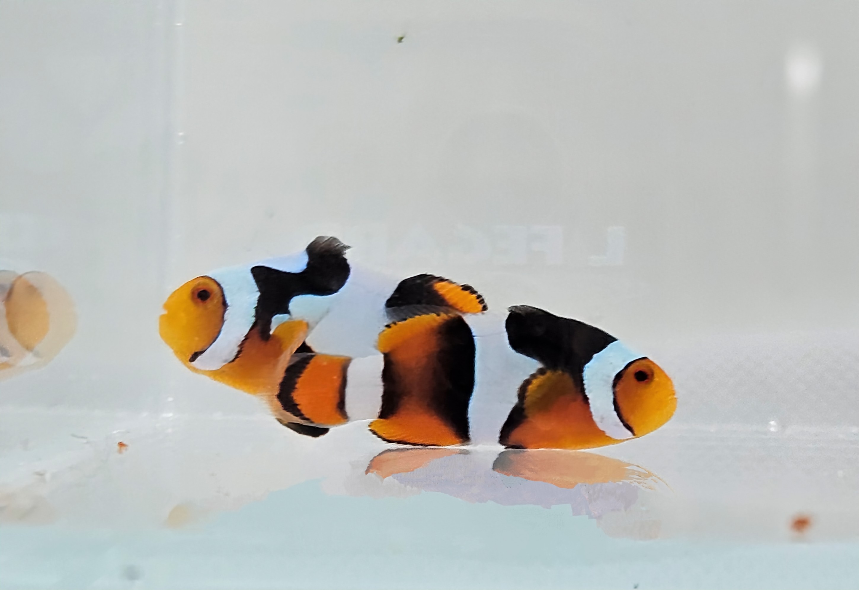C-Quest Black Onyx Picasso Clownfish Pair WYSWYG #8 * ON SALE