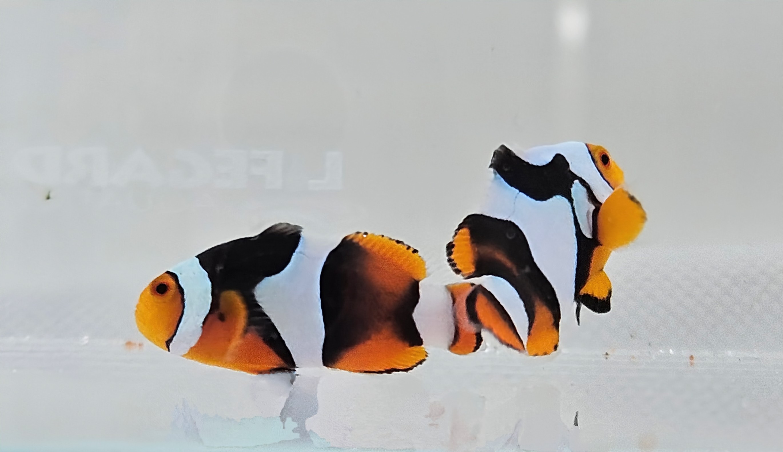 C-Quest Black Onyx Picasso Clownfish Pair WYSWYG #8 * ON SALE