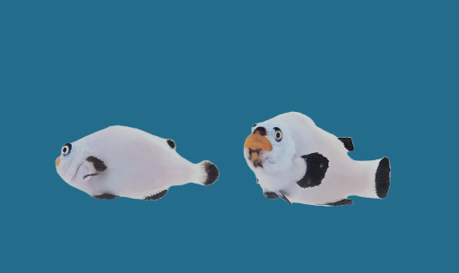 Frost Platinum Percula Pair WYSWYG #5