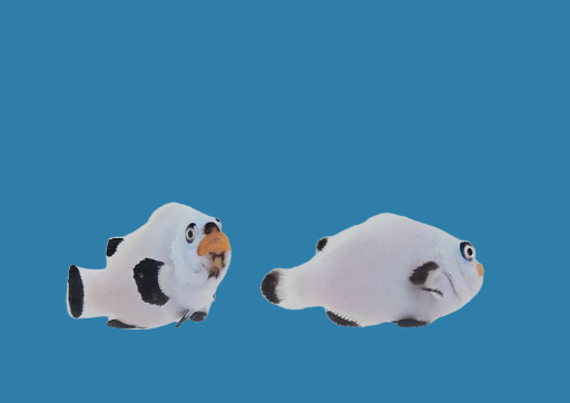 Frost Platinum Percula Pair WYSWYG #5