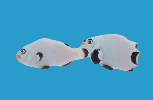 Frost Platinum Percula Pair WYSWYG #5