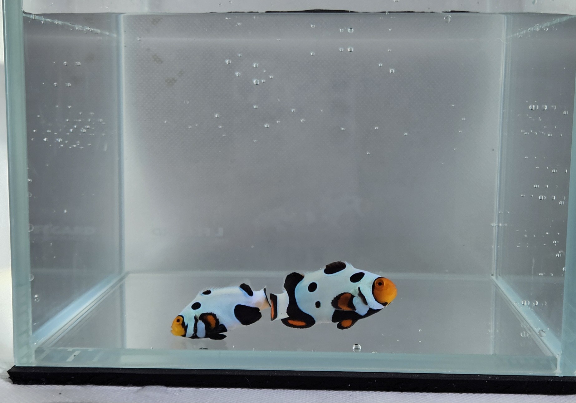 Bonded Picasso Pair C-Quest lineage