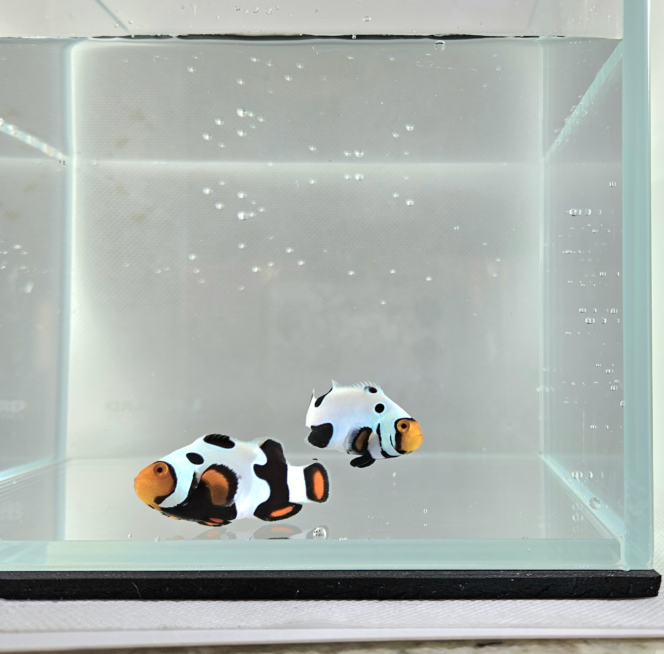 Bonded Picasso Pair C-Quest lineage