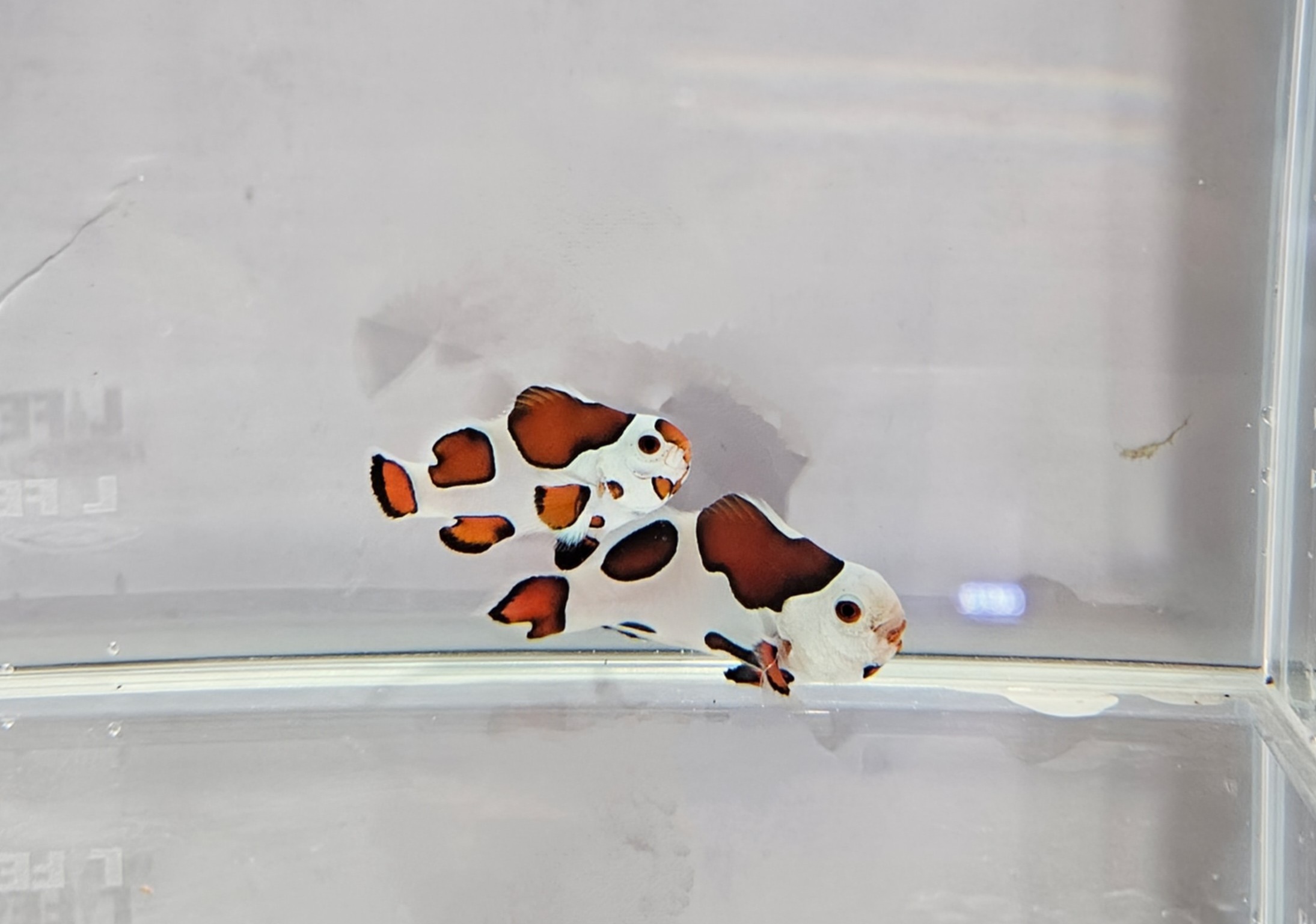 Orange Storm Clownfish Pair