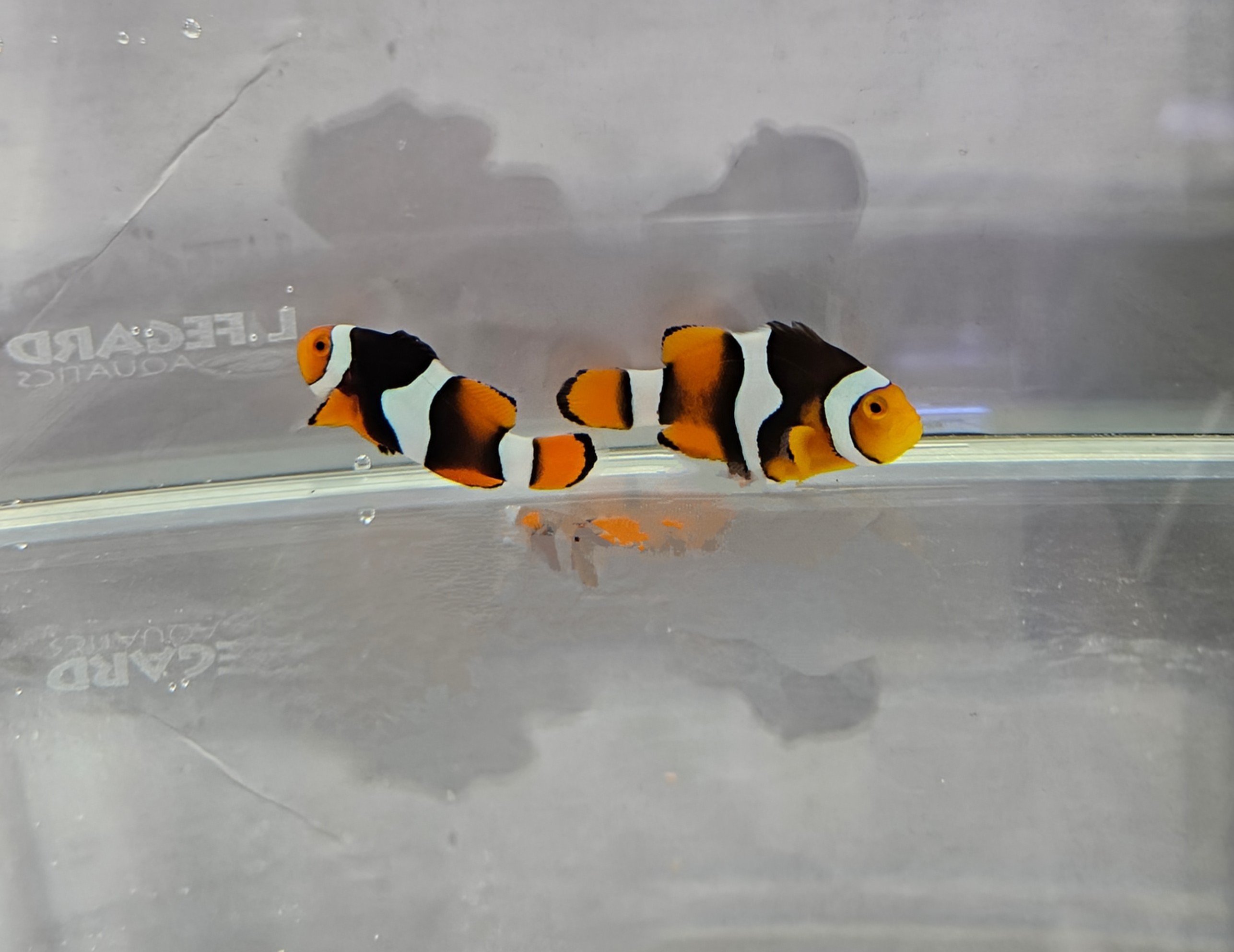 C-Quest Black Onyx Picasso Clownfish Pair