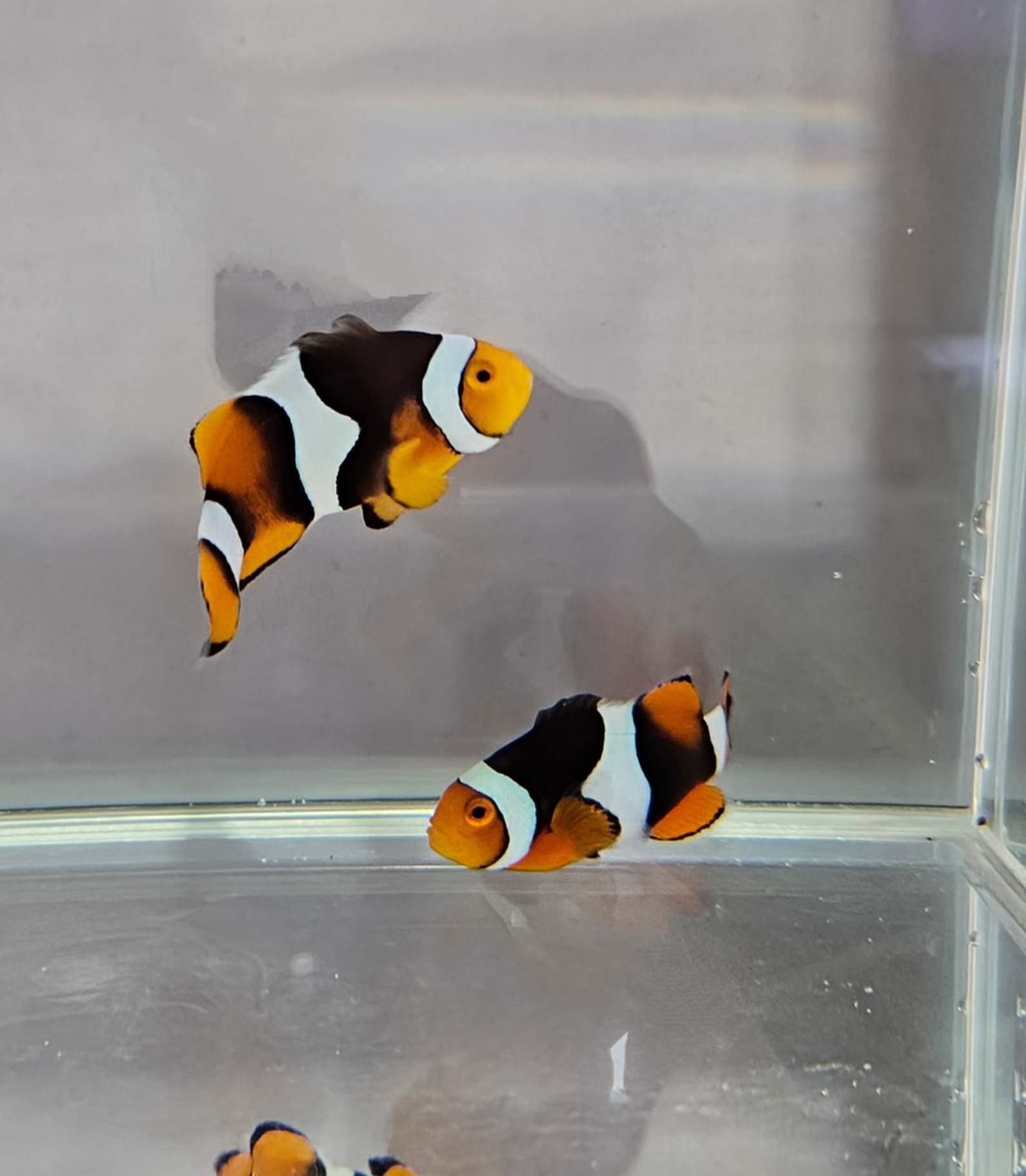 C-Quest Black Onyx Picasso Clownfish Pair