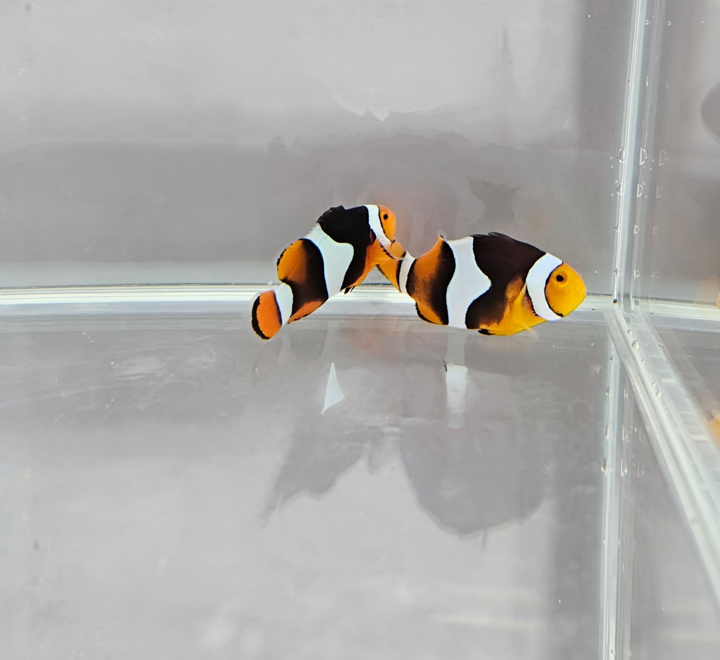 C-Quest Black Onyx Picasso Clownfish Pair