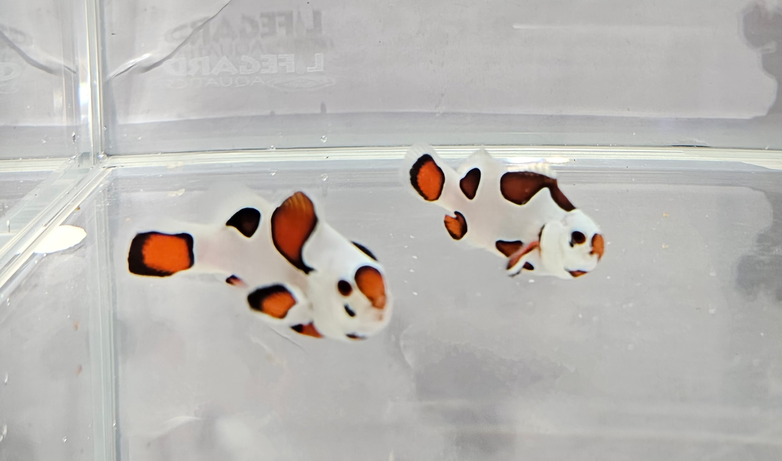  Orange Storm Clownfish Pair