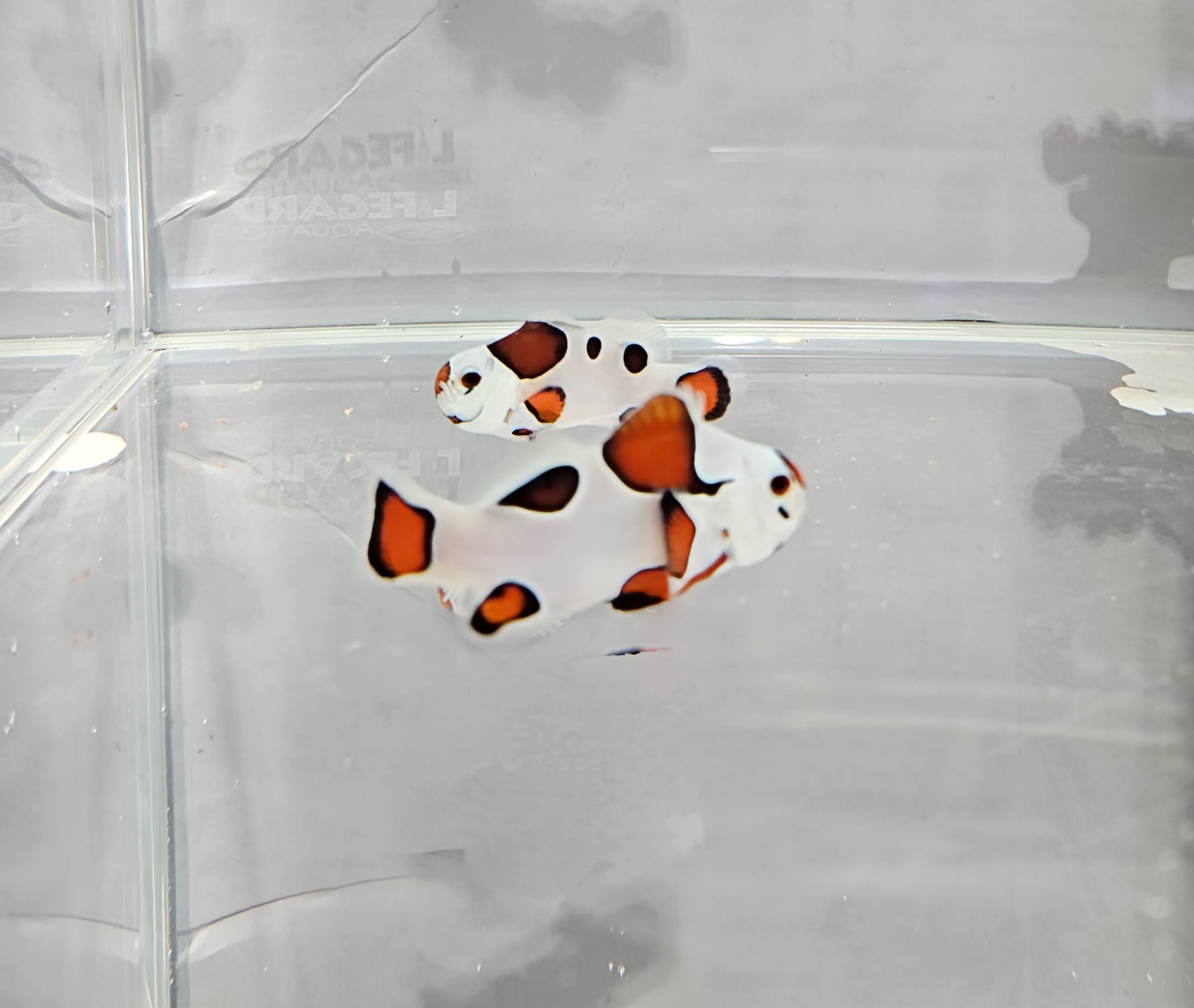  Orange Storm Clownfish Pair