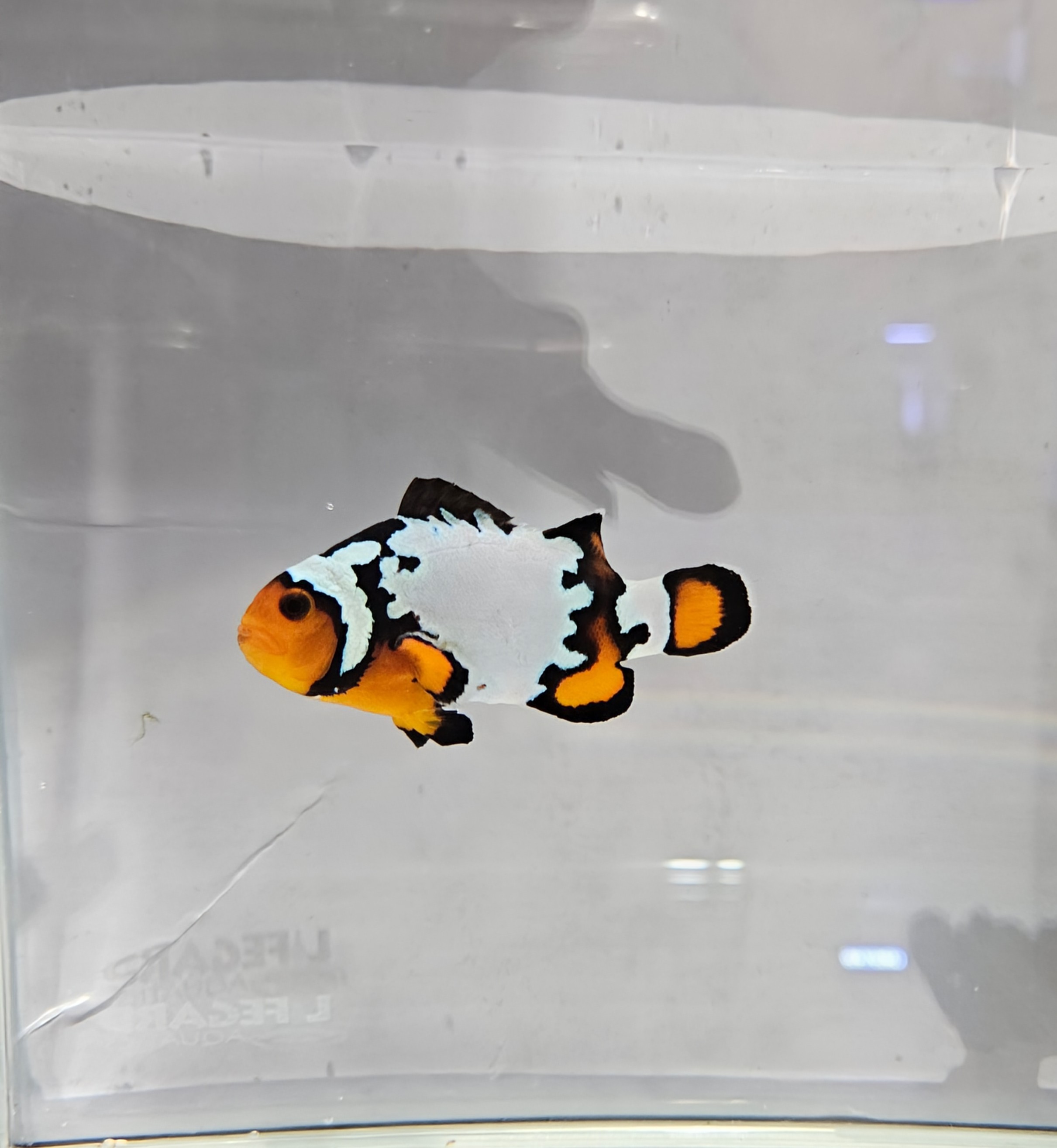  Black Ice Clownfish