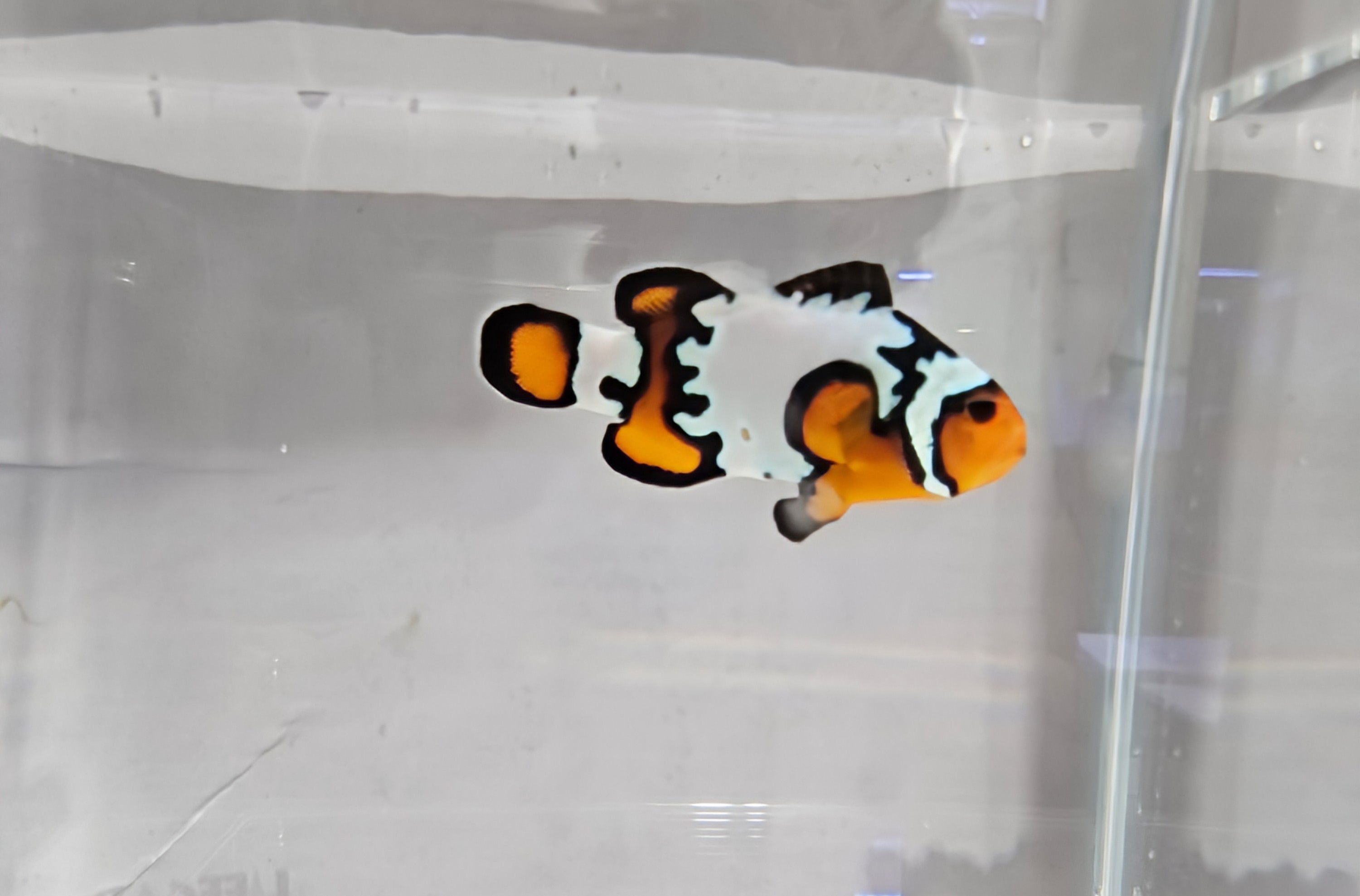  Black Ice Clownfish