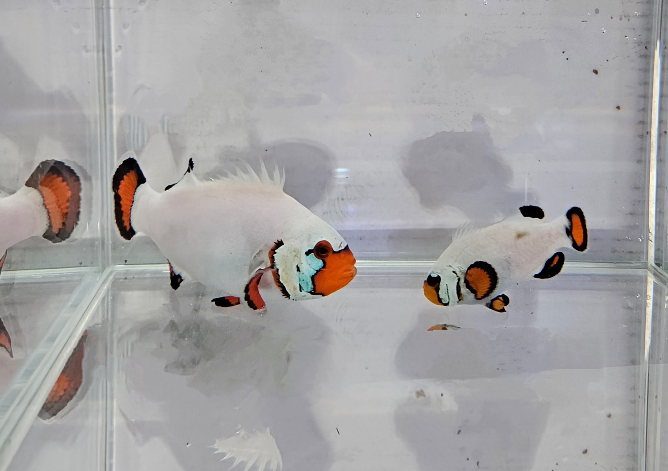 breeding pair Wyoming White