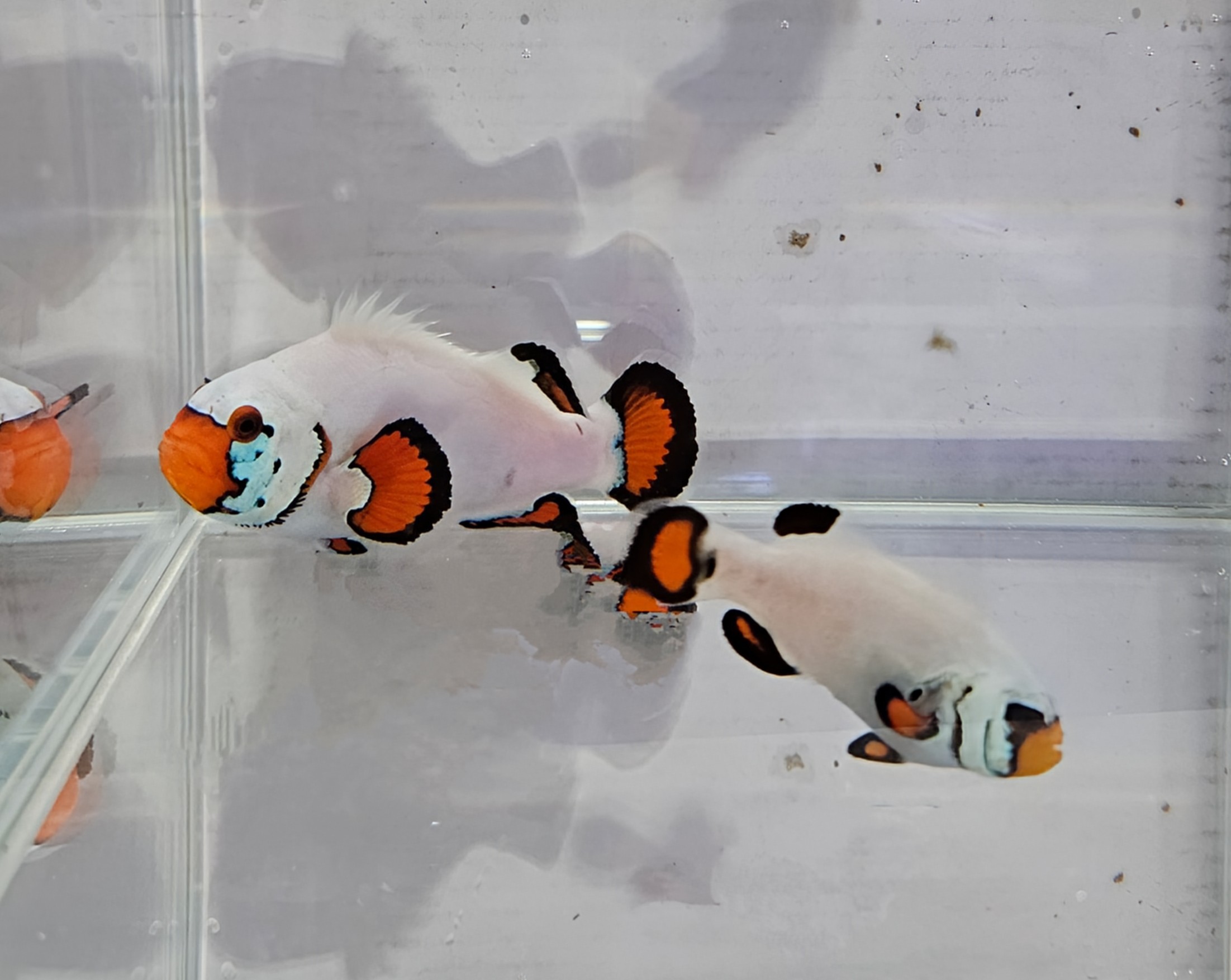 breeding pair Wyoming White