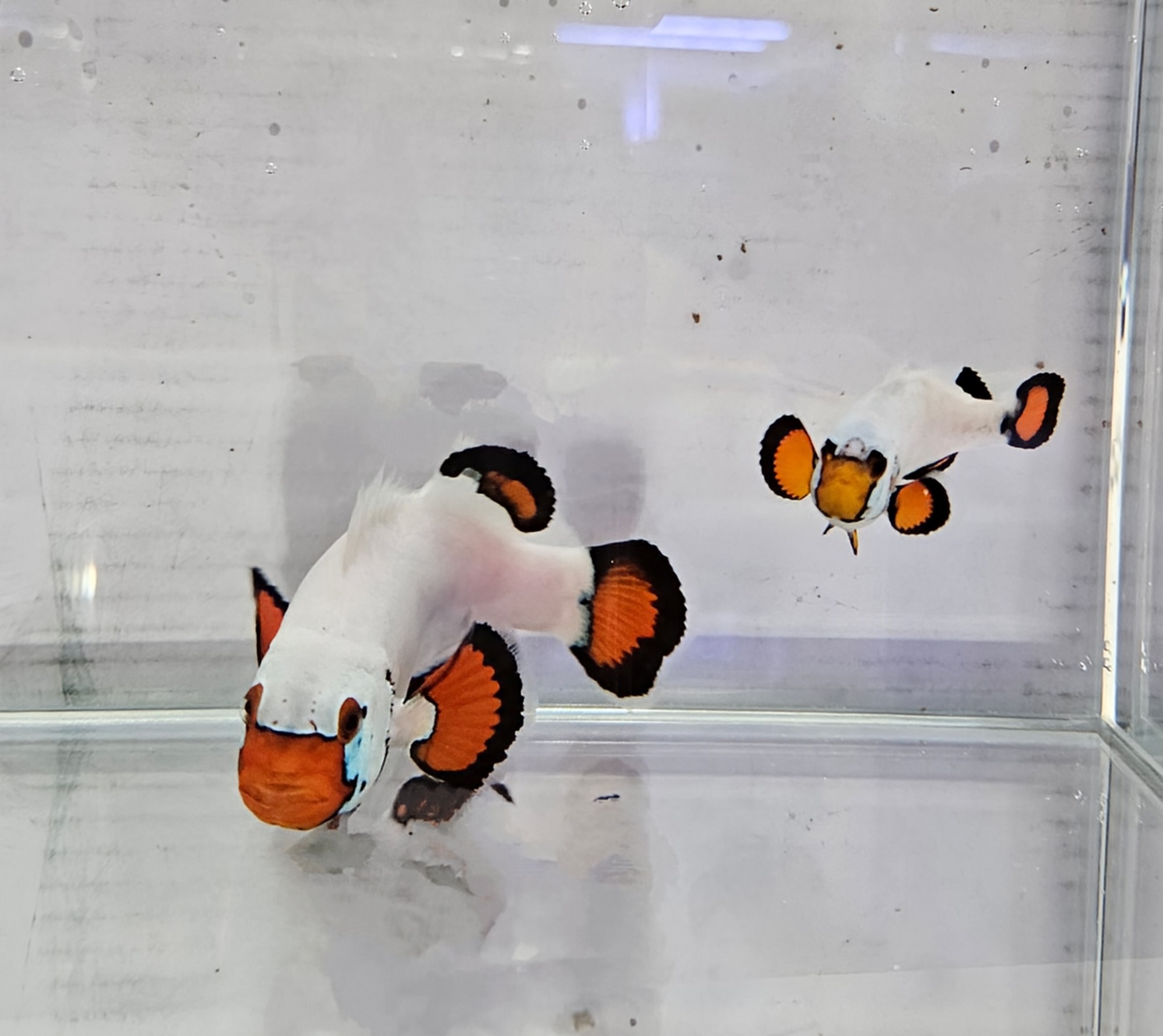 breeding pair Wyoming White