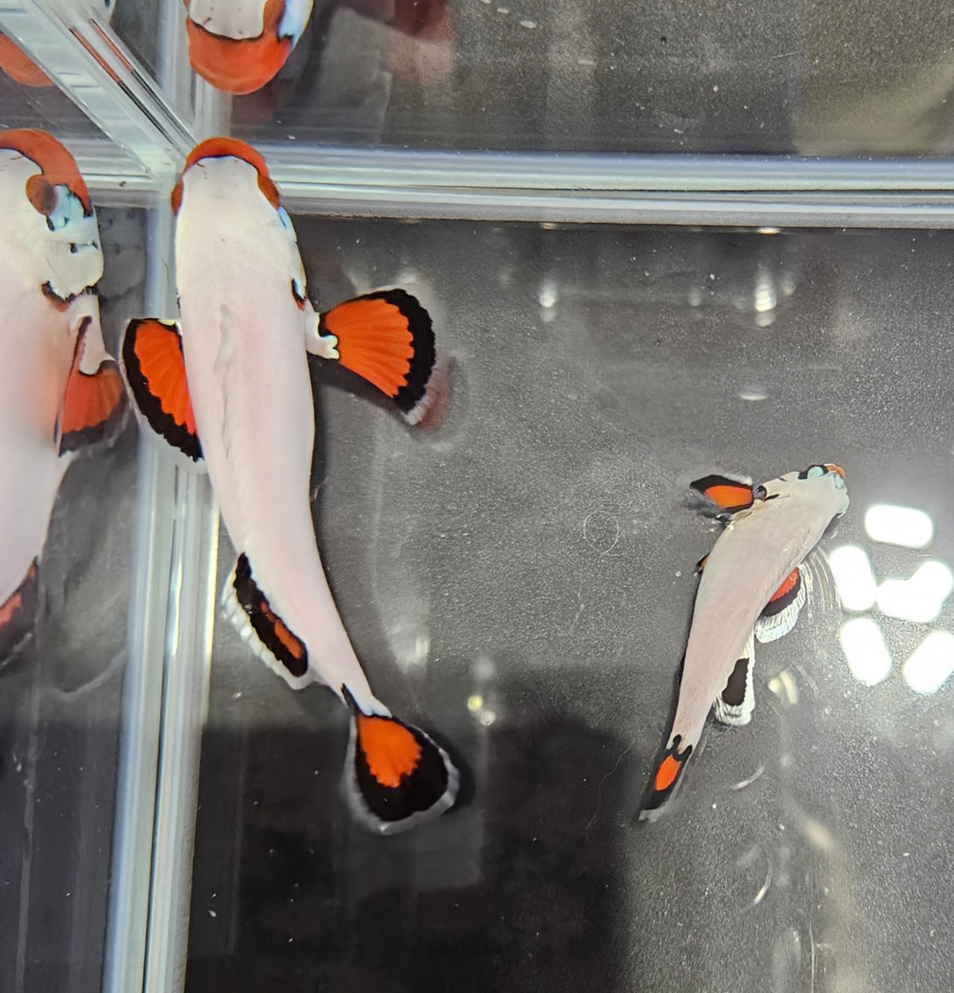 breeding pair Wyoming White