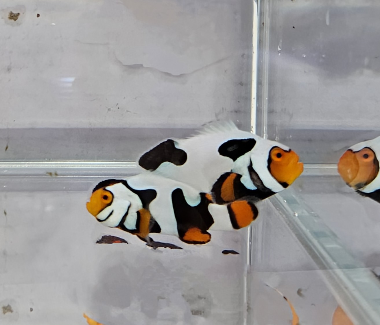 Picasso Pair C-Quest lineage