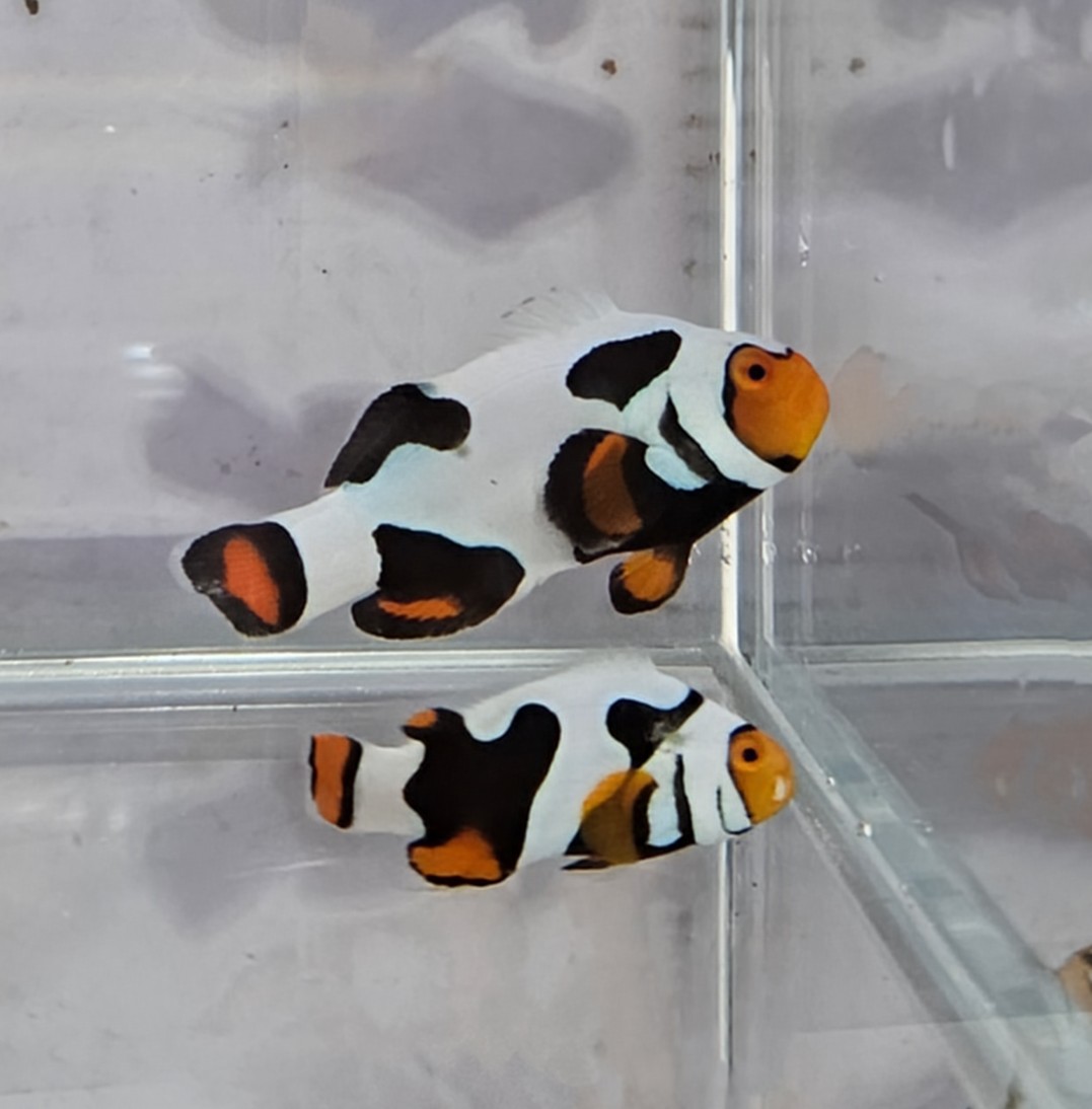 Picasso Pair C-Quest lineage