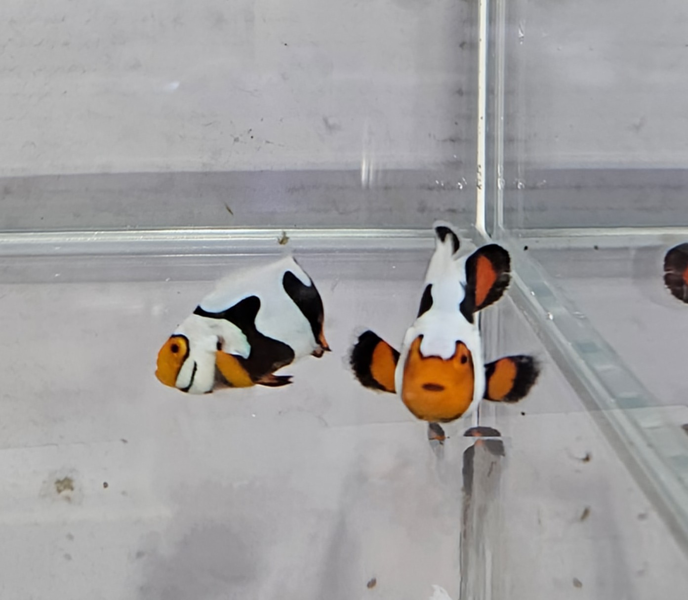 Picasso Pair C-Quest lineage