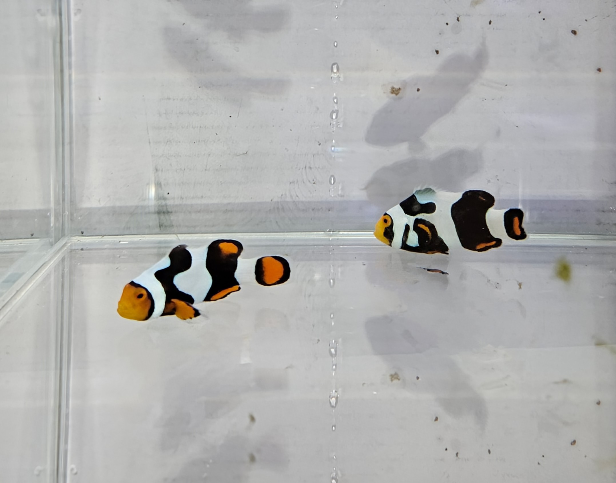 Onyx Picasso pair C-Quest lineage
