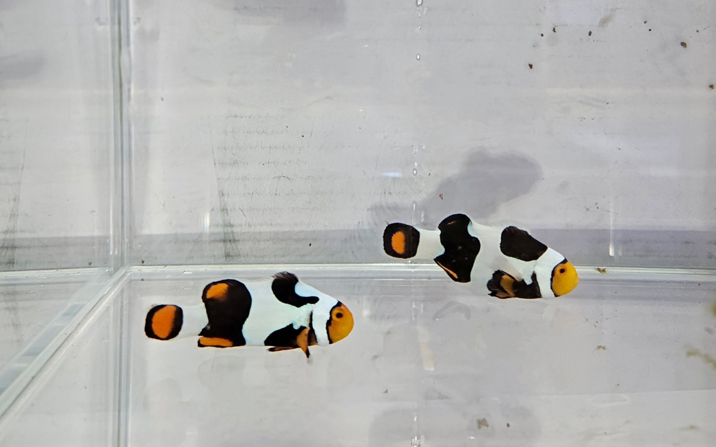 Onyx Picasso pair C-Quest lineage