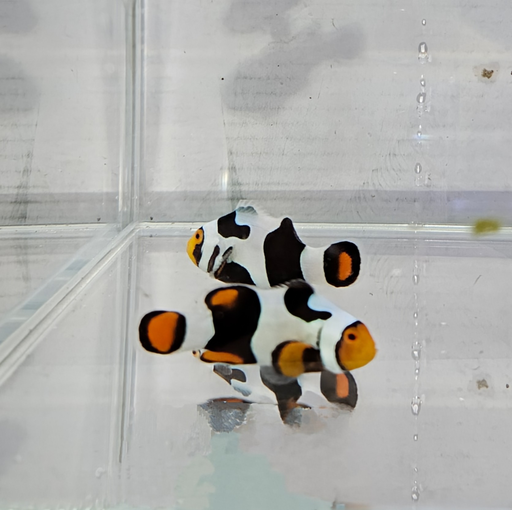 Onyx Picasso pair C-Quest lineage