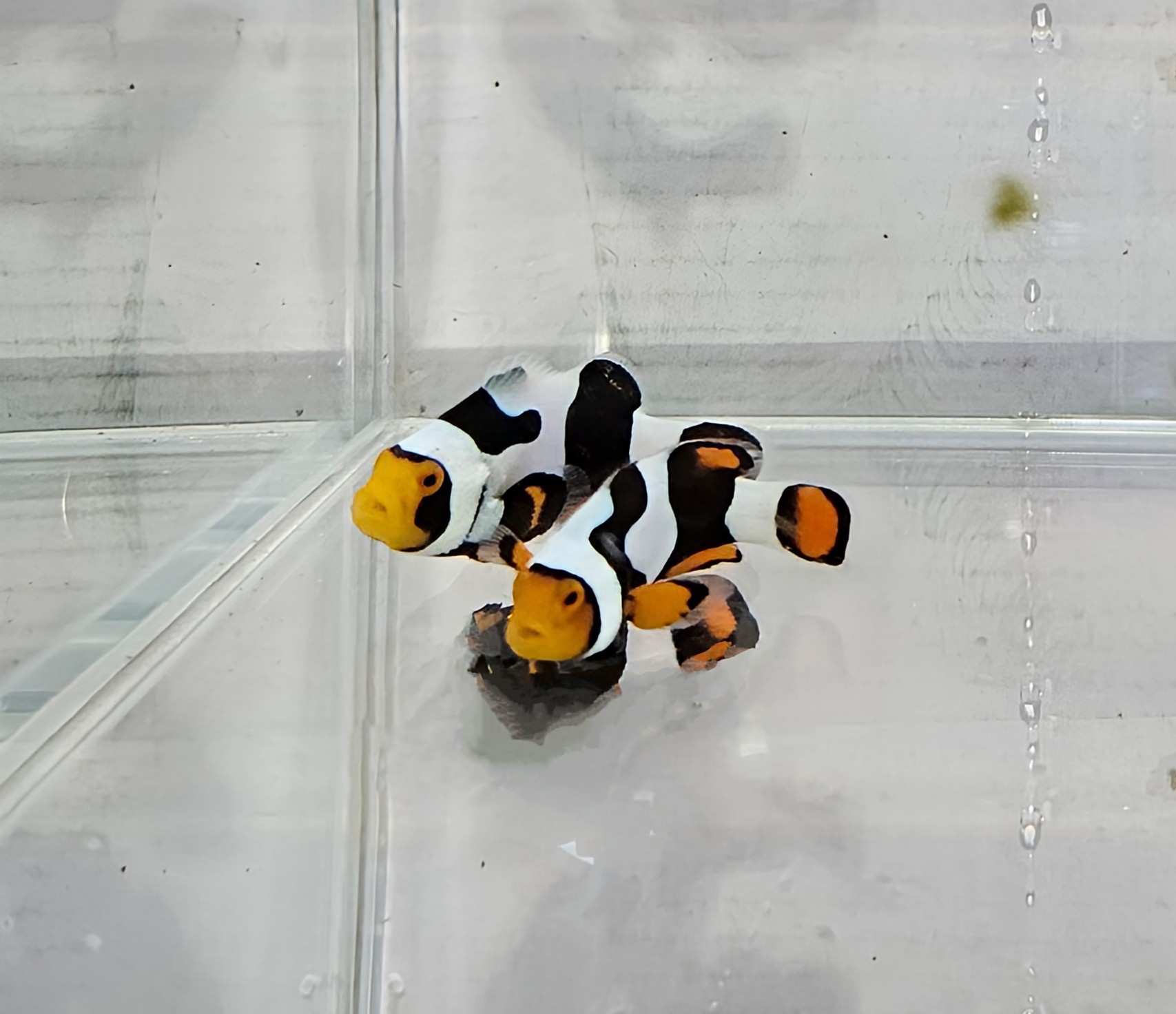 Onyx Picasso pair C-Quest lineage