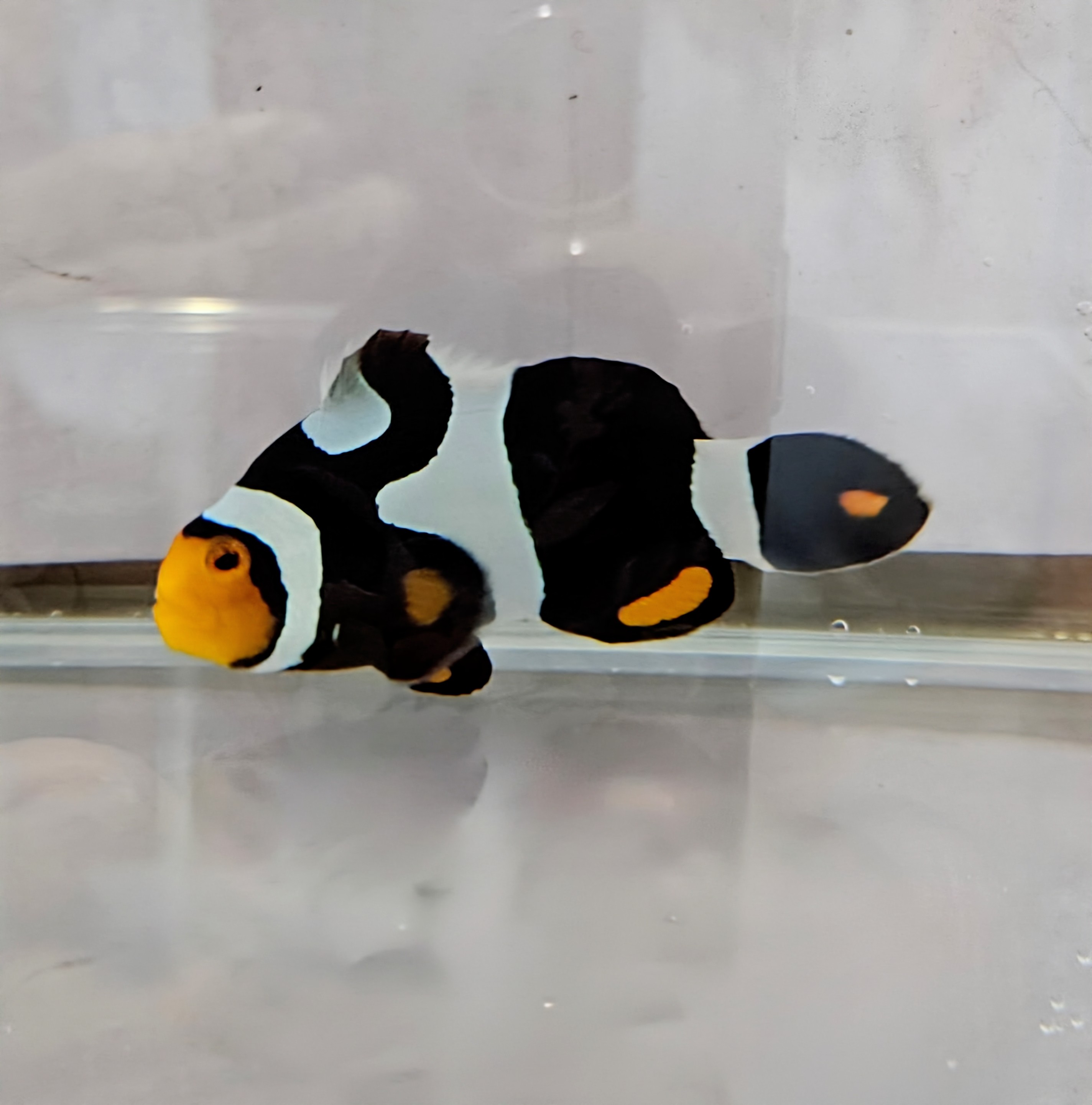 Female Onyx Picasso