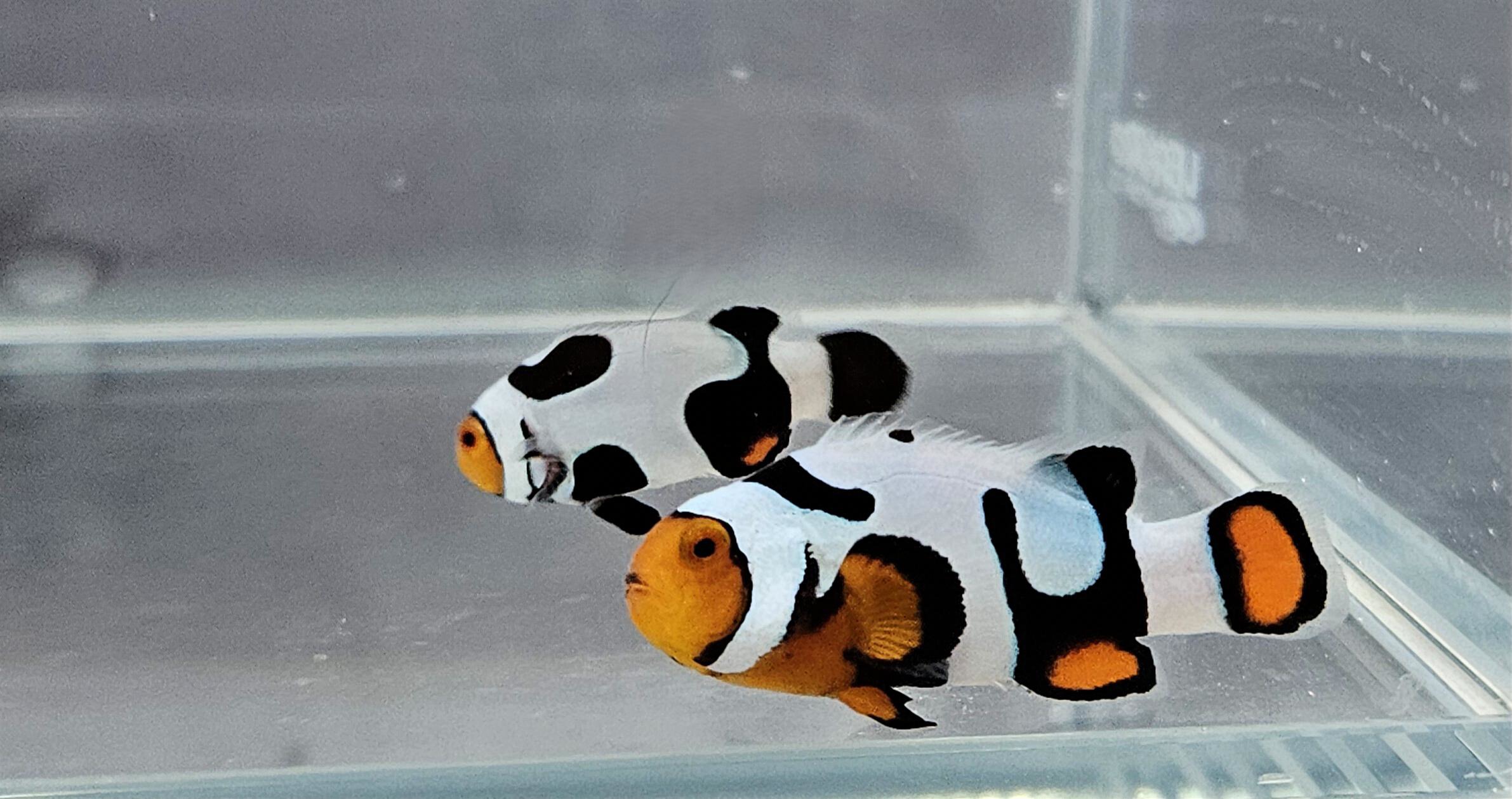 Picasso Pair WYSIWYG