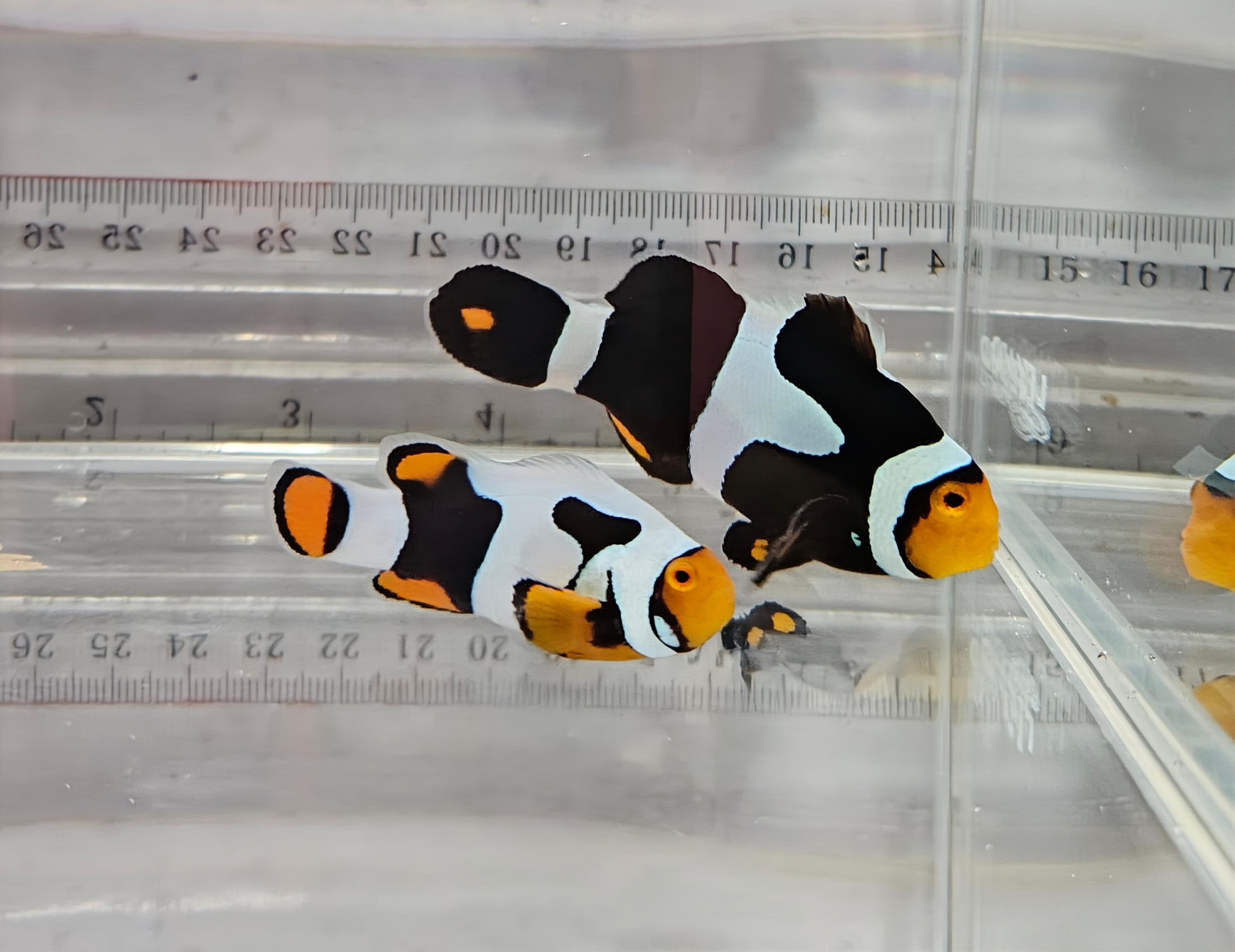 Onyx Picasso Pair WYSIWYG