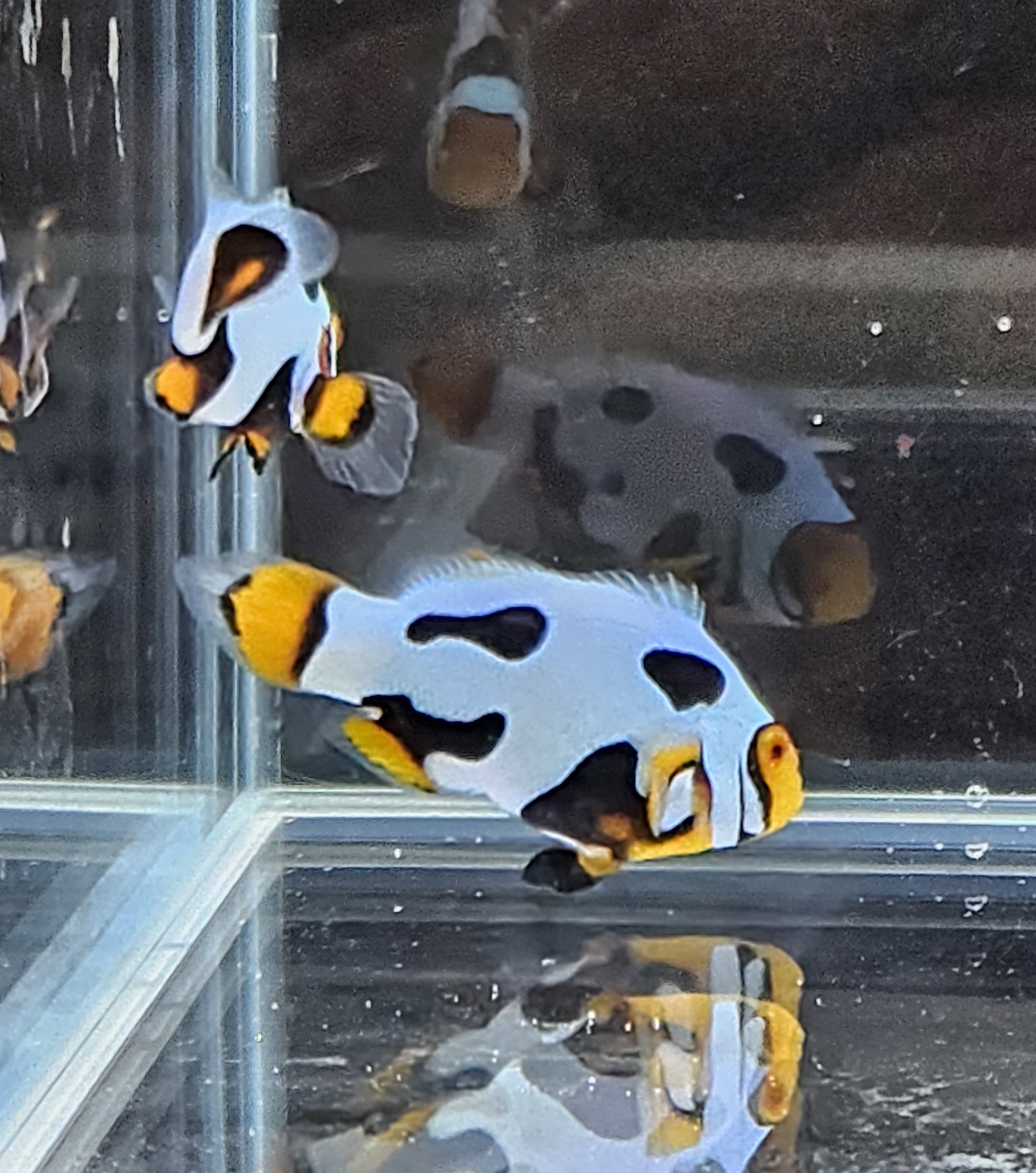 Extreme Picasso Pair