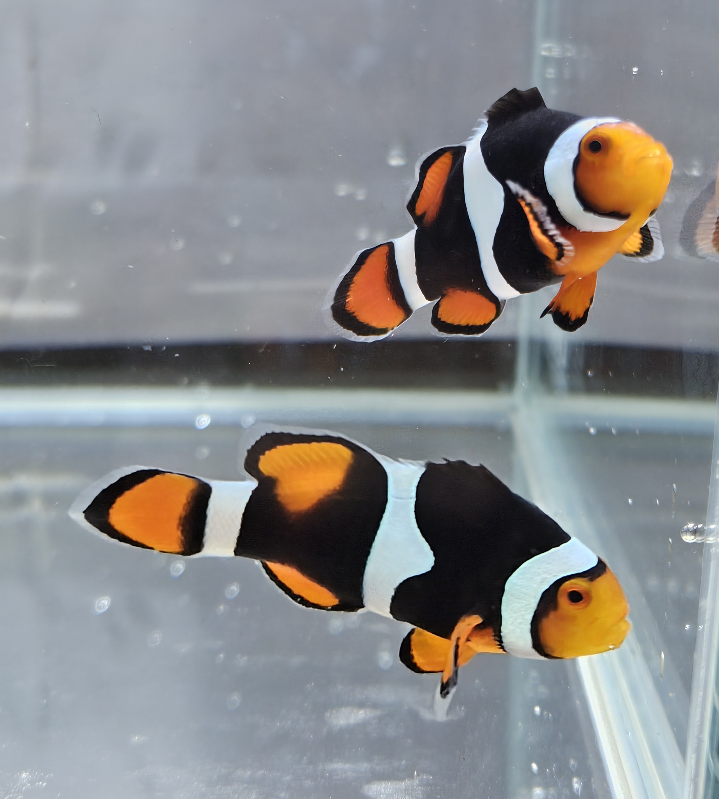 Misbar Onyx Picasso Pair