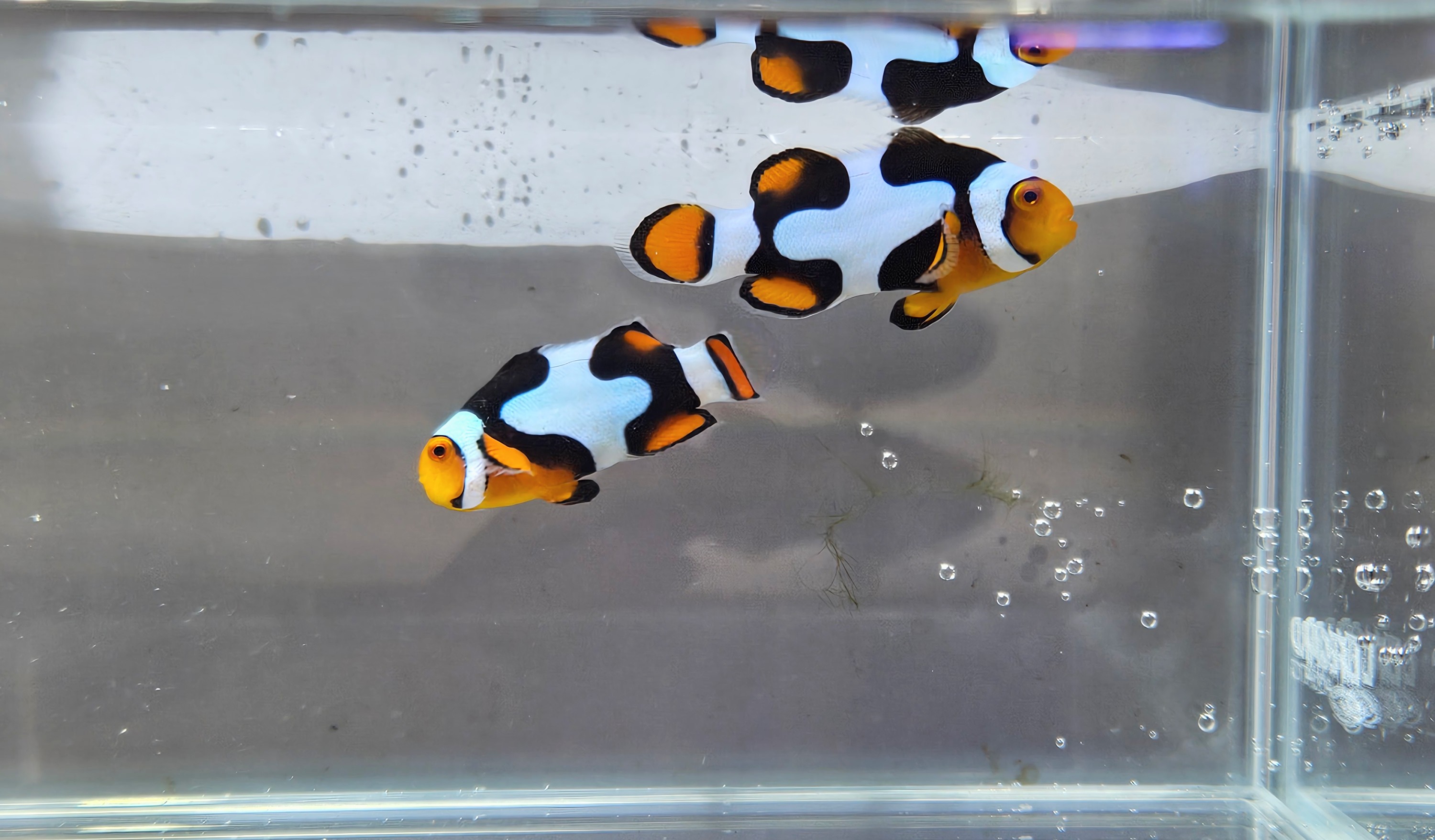 Percula Picasso Pair Puzzle Piece