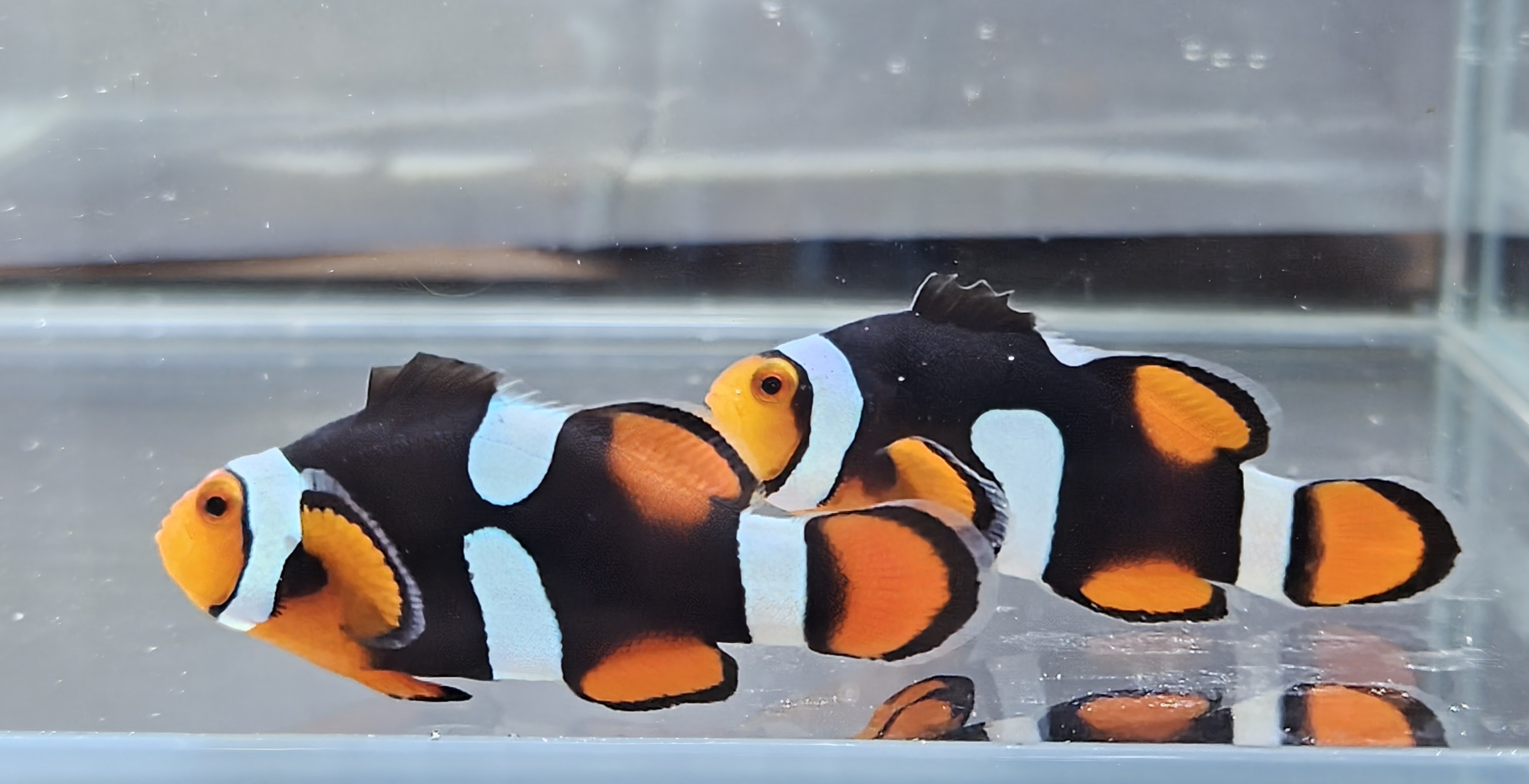 Misbar Onyx Picasso Pair