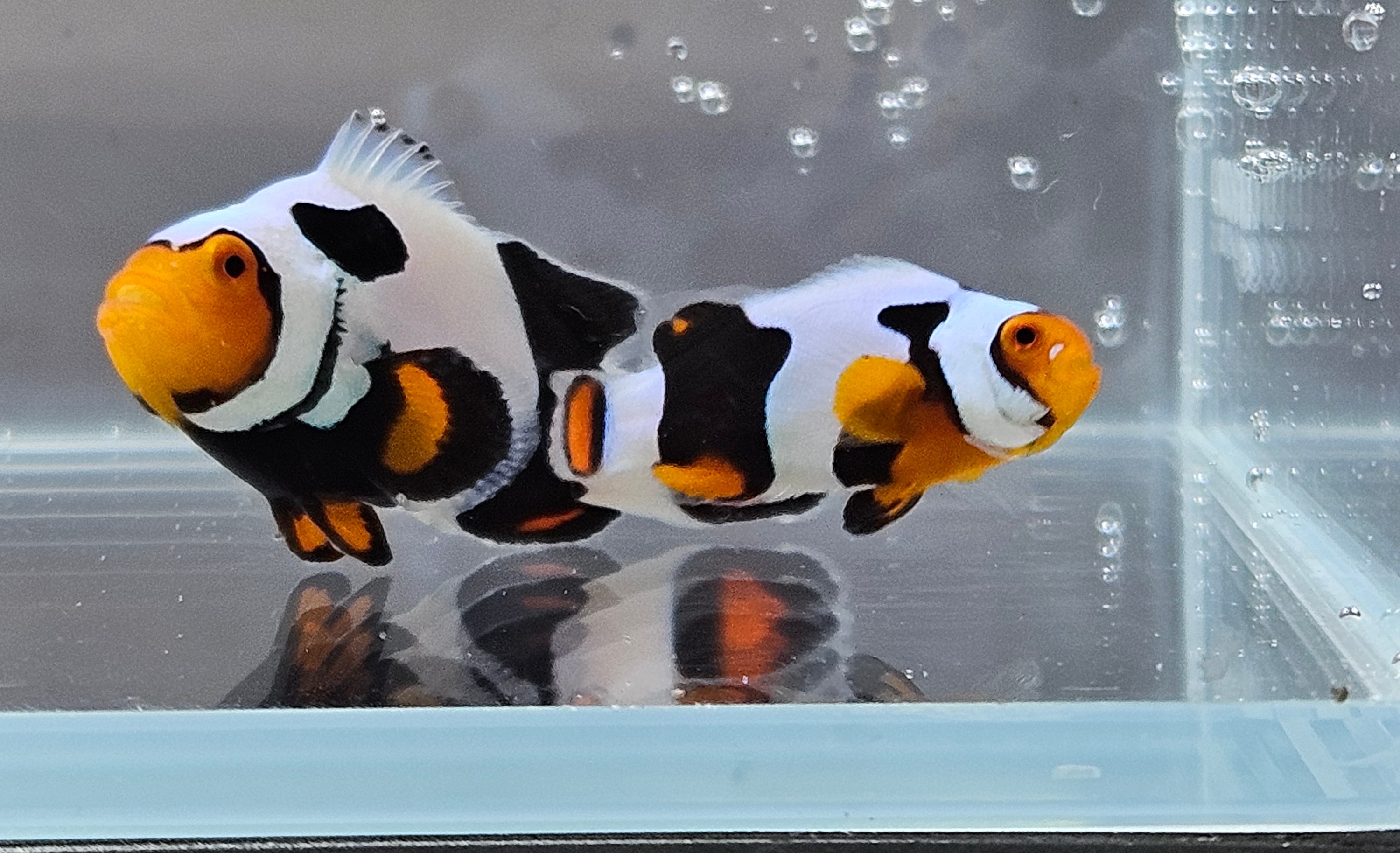 Percula Picasso Pair